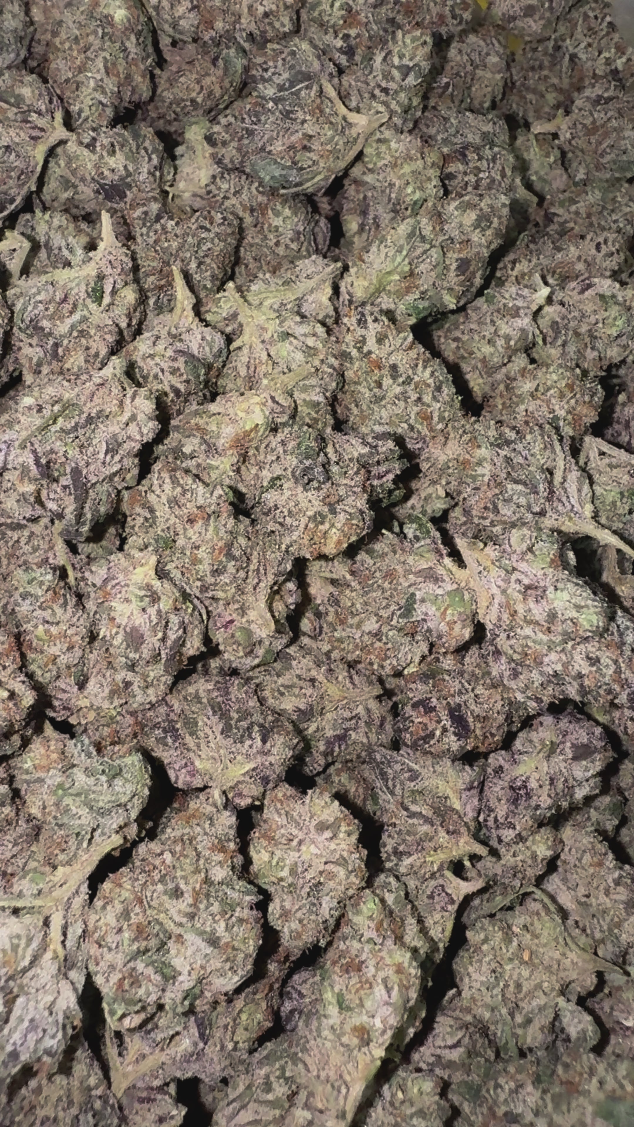Load video: Gelato Cake - Bulk - Hybrid