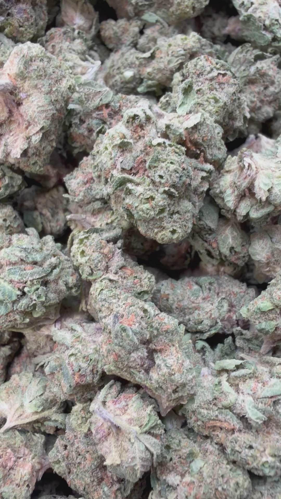 Load video: Gelato Kush Mediums - Bulk Mediums - Indica