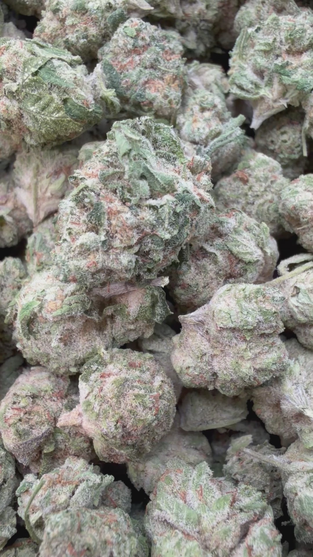 Load video: Grape Pie Mediums - Bulk Mediums - Indica
