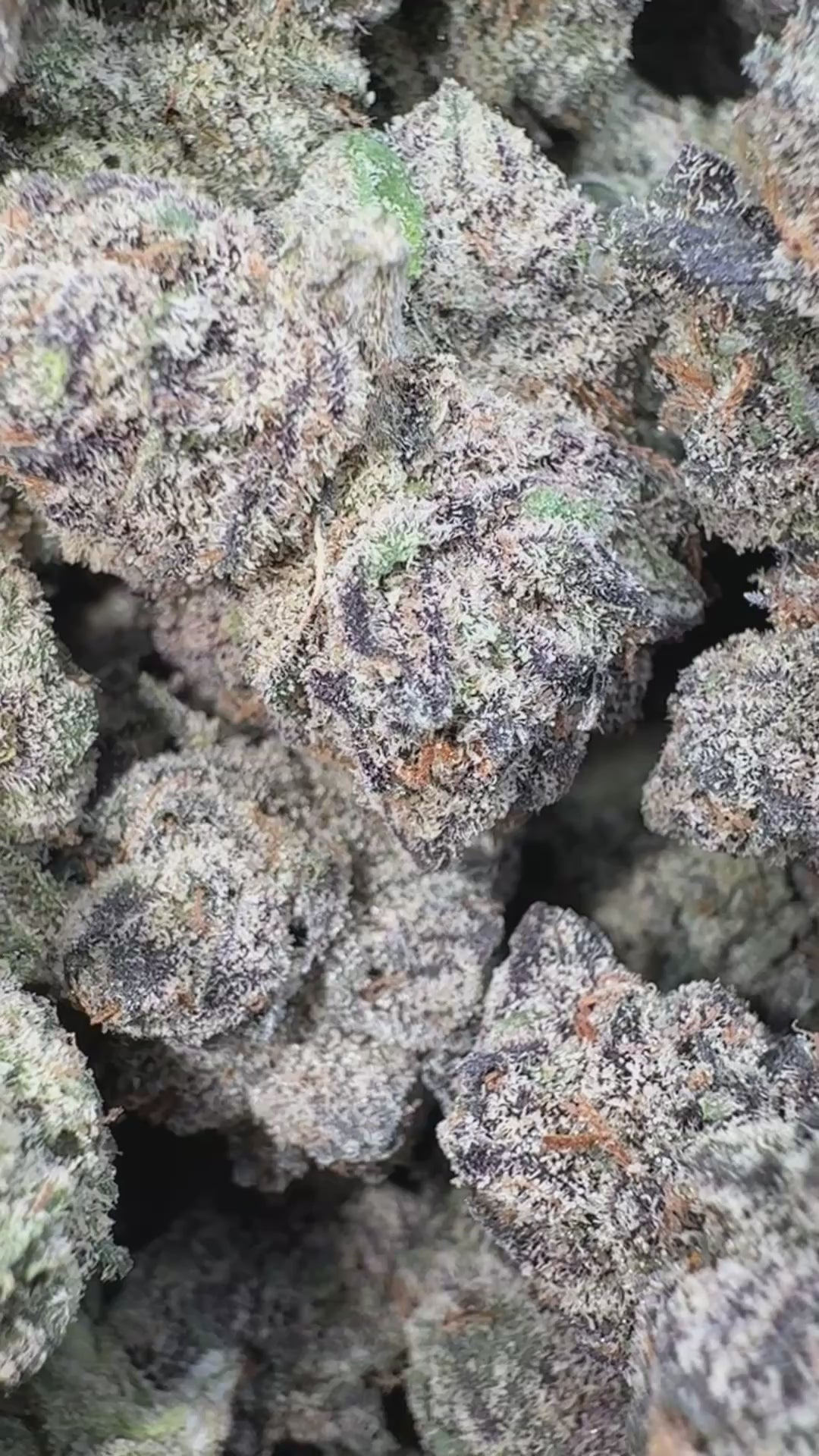Load video: Purple Octane - Bulk- Indica