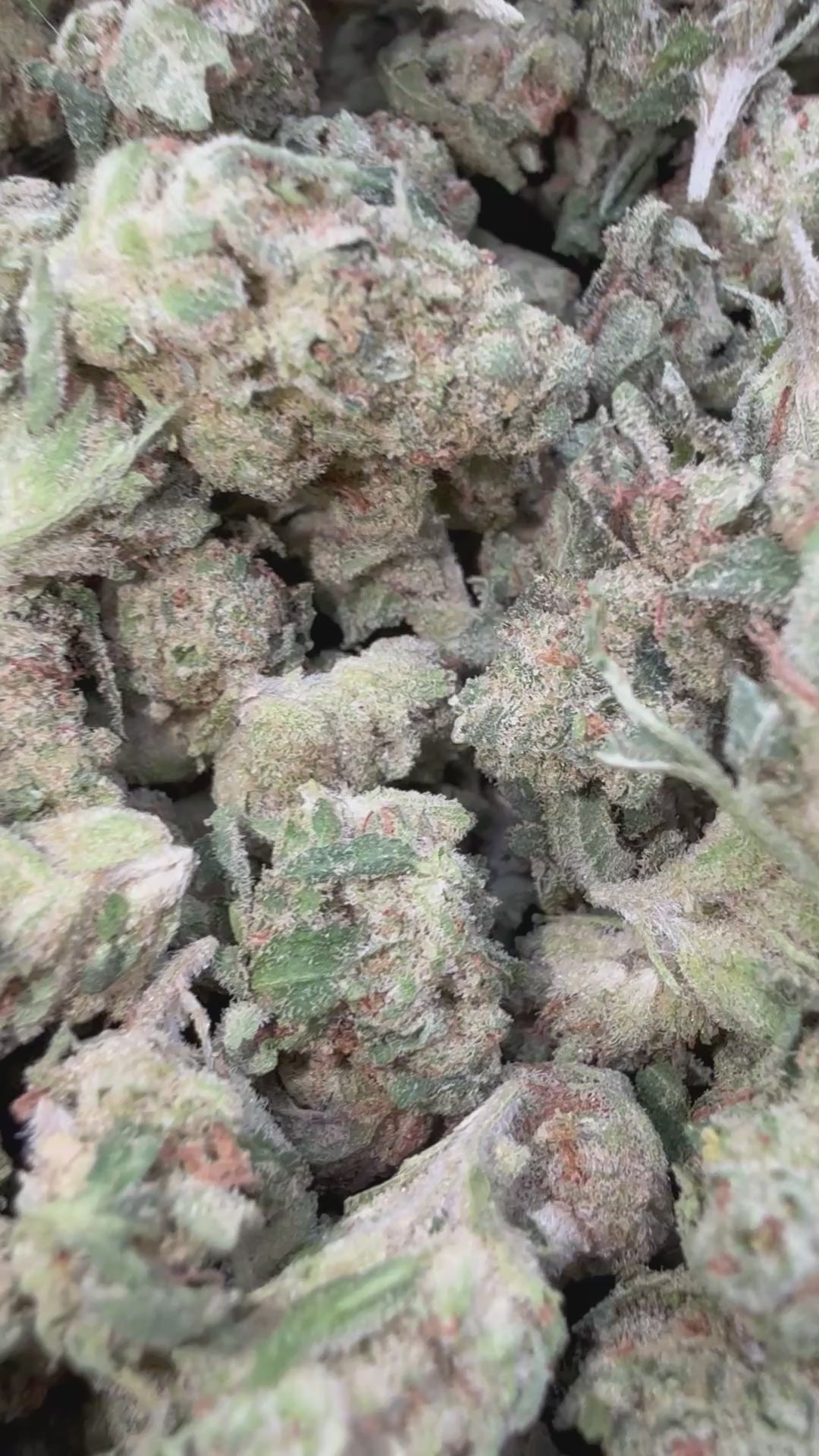 Load video: Gas Face Littles - Bulk Littles - Indica