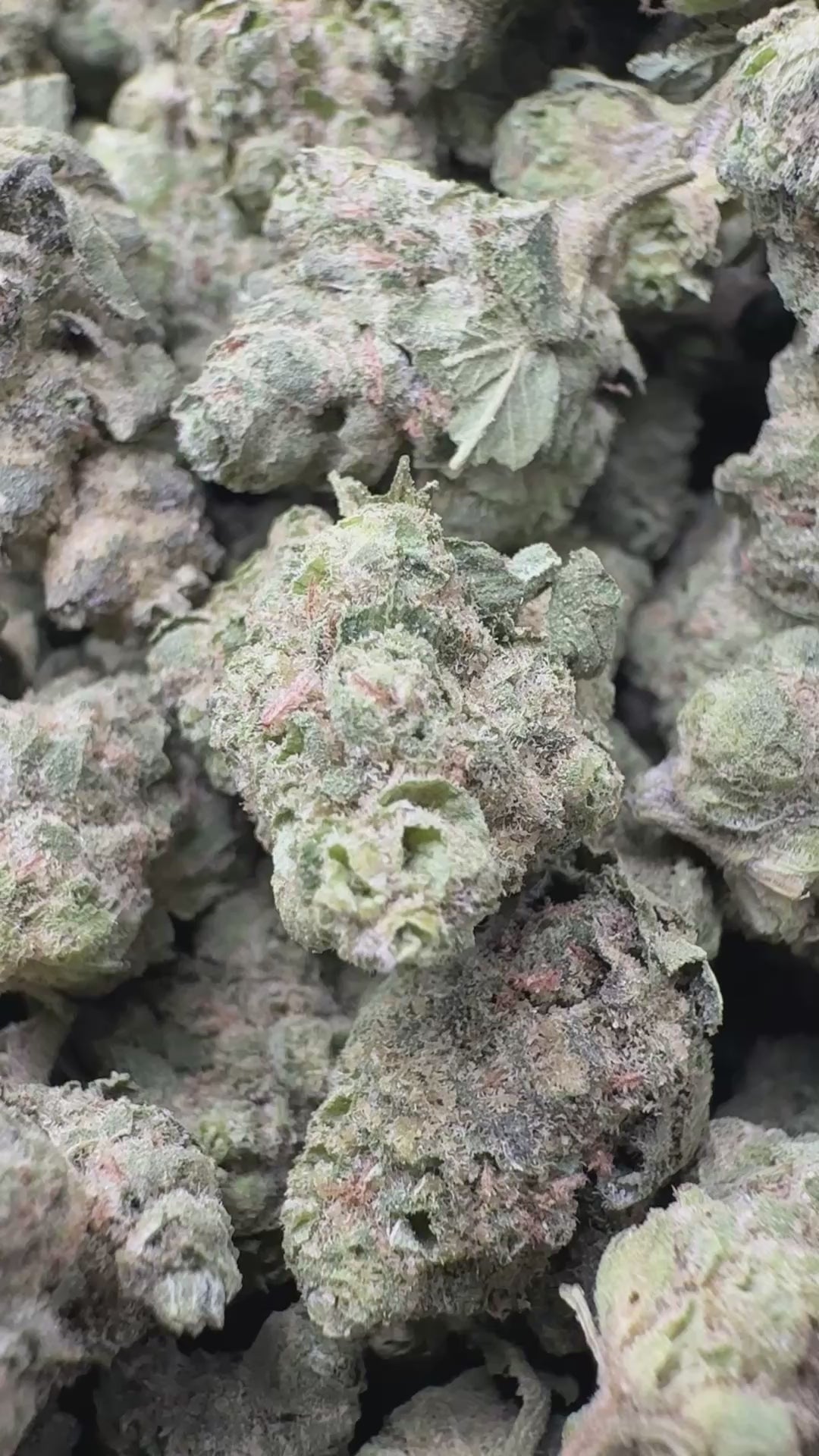 Load video: Hash Plant - Bulk Littles - Indica