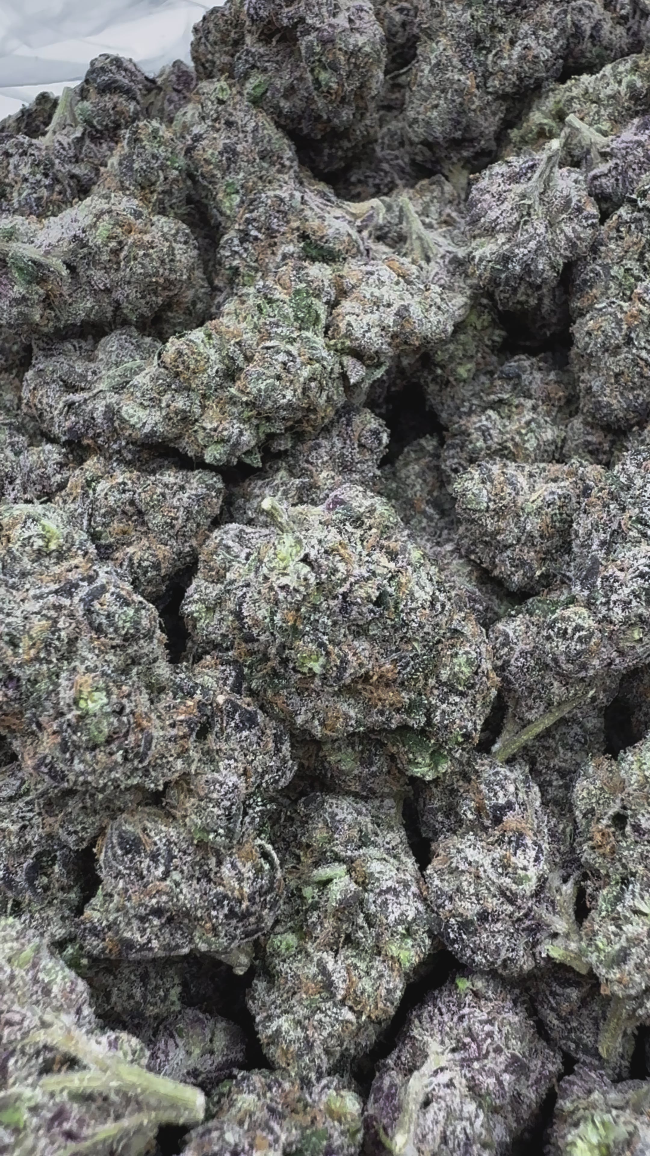 Load video: White Runtz - Bulk- Hybrid