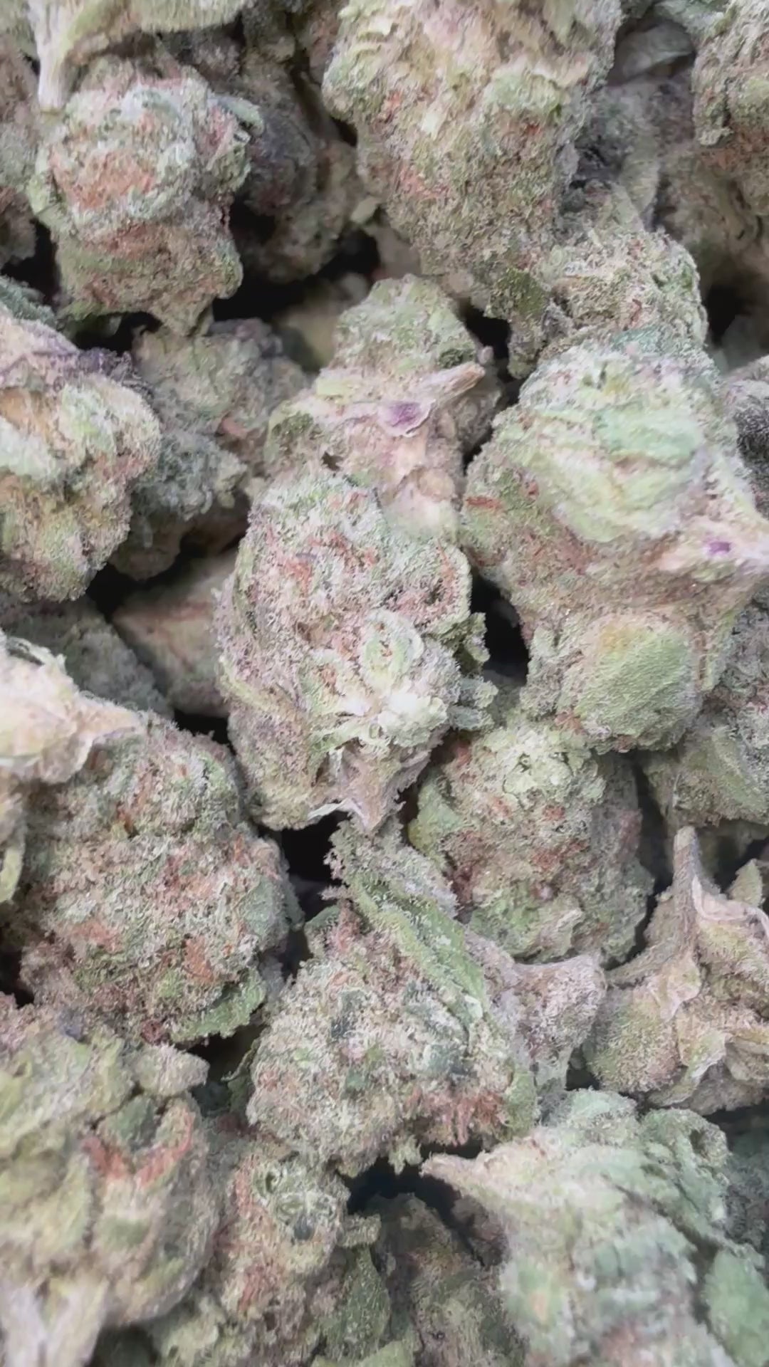 Load video: Gusher Mintz Littles - Bulk Littles - Hybrid