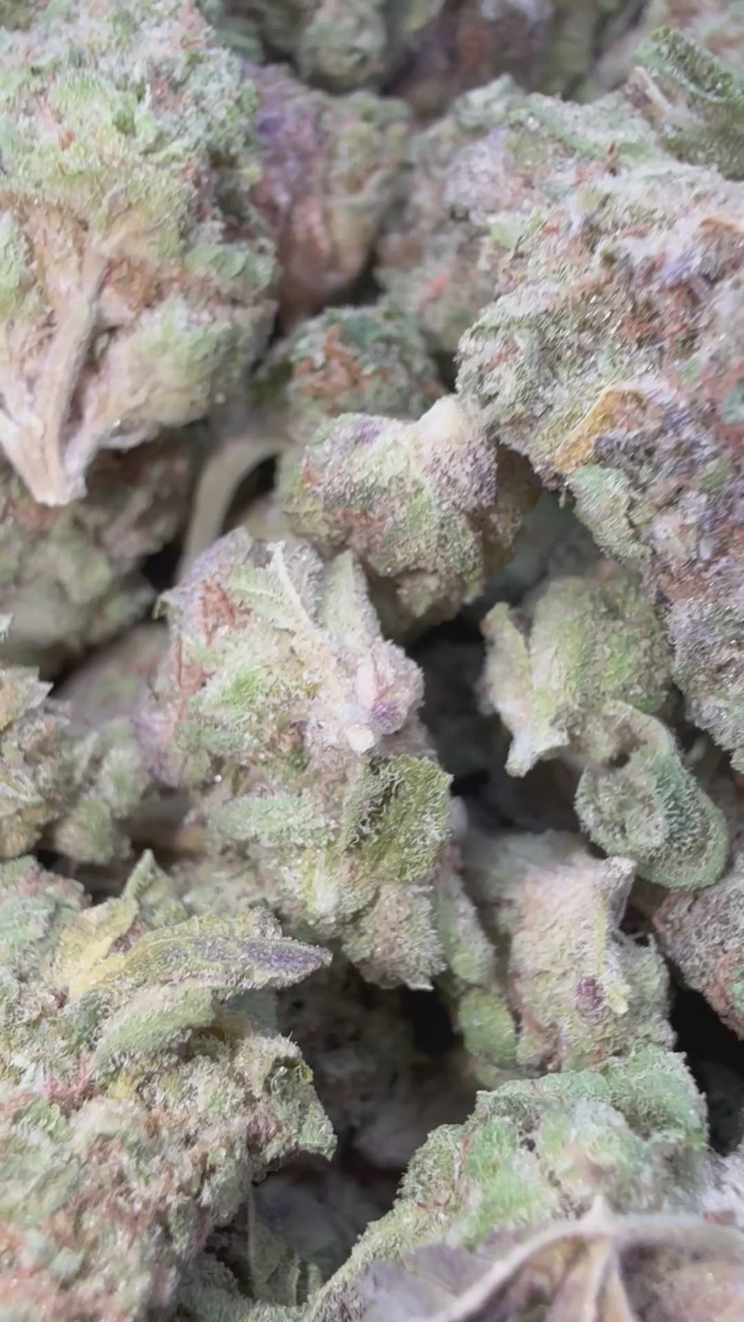 Load video: Animal Mintz - Bulk Littles - Hybrid