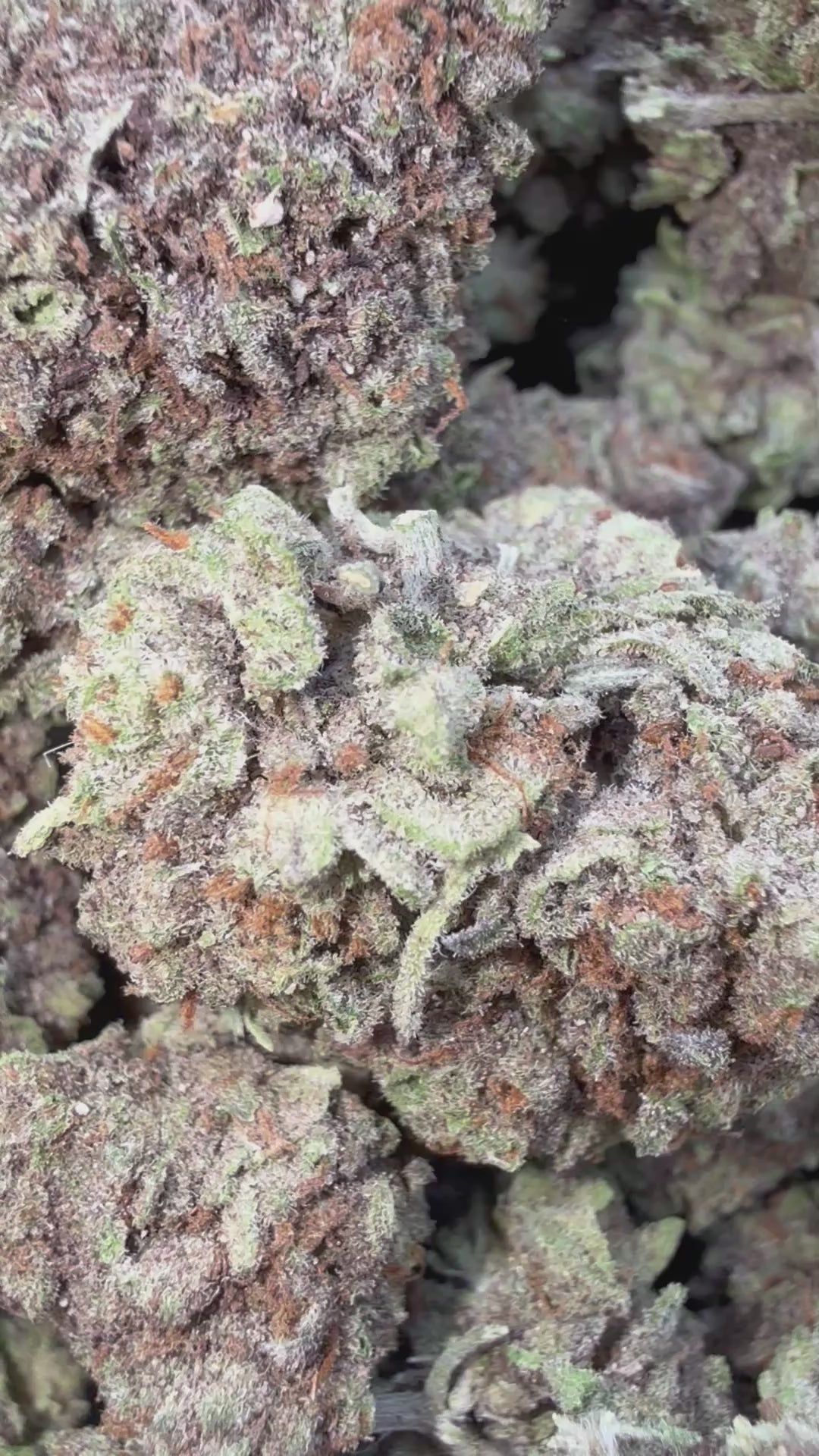 Load video: Face Mints - Bulk - Indica