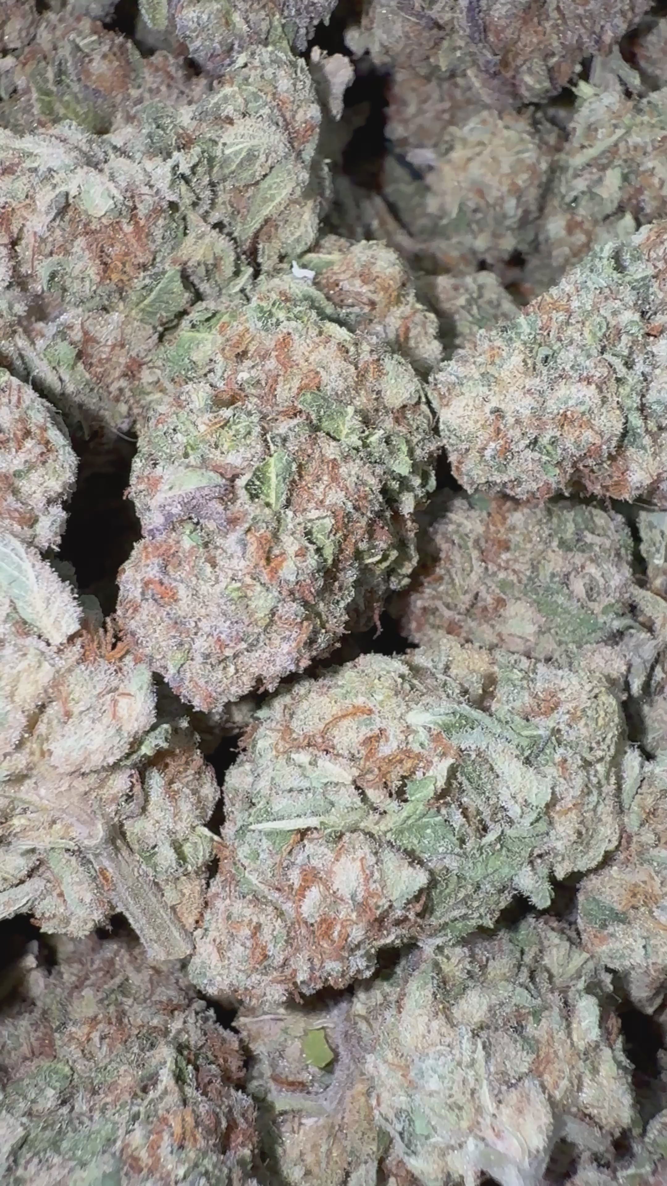 Load video: Illuminati - Bulk - Indica