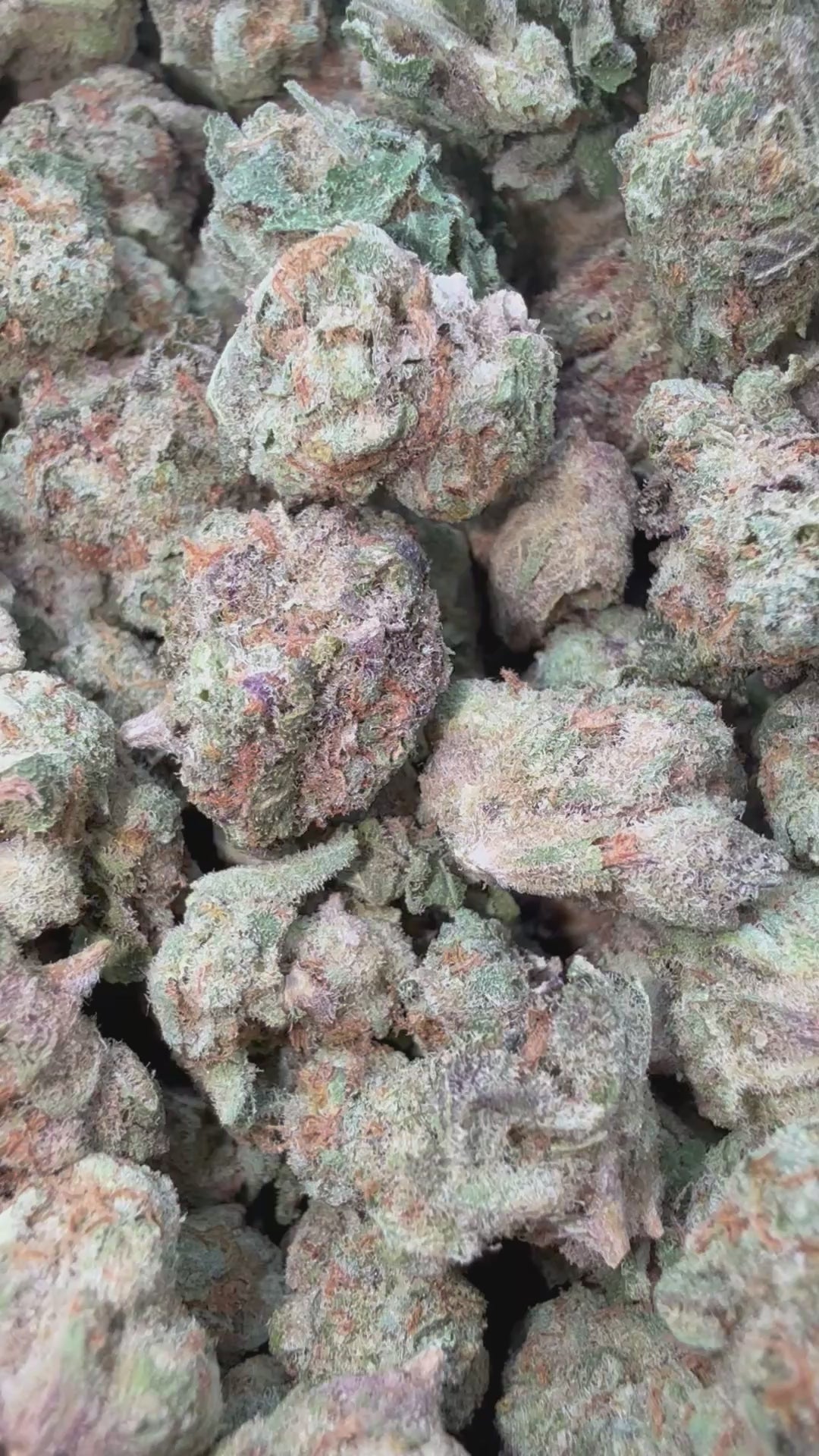 Load video: Snowman Littles - Bulk Littles - Hybrid