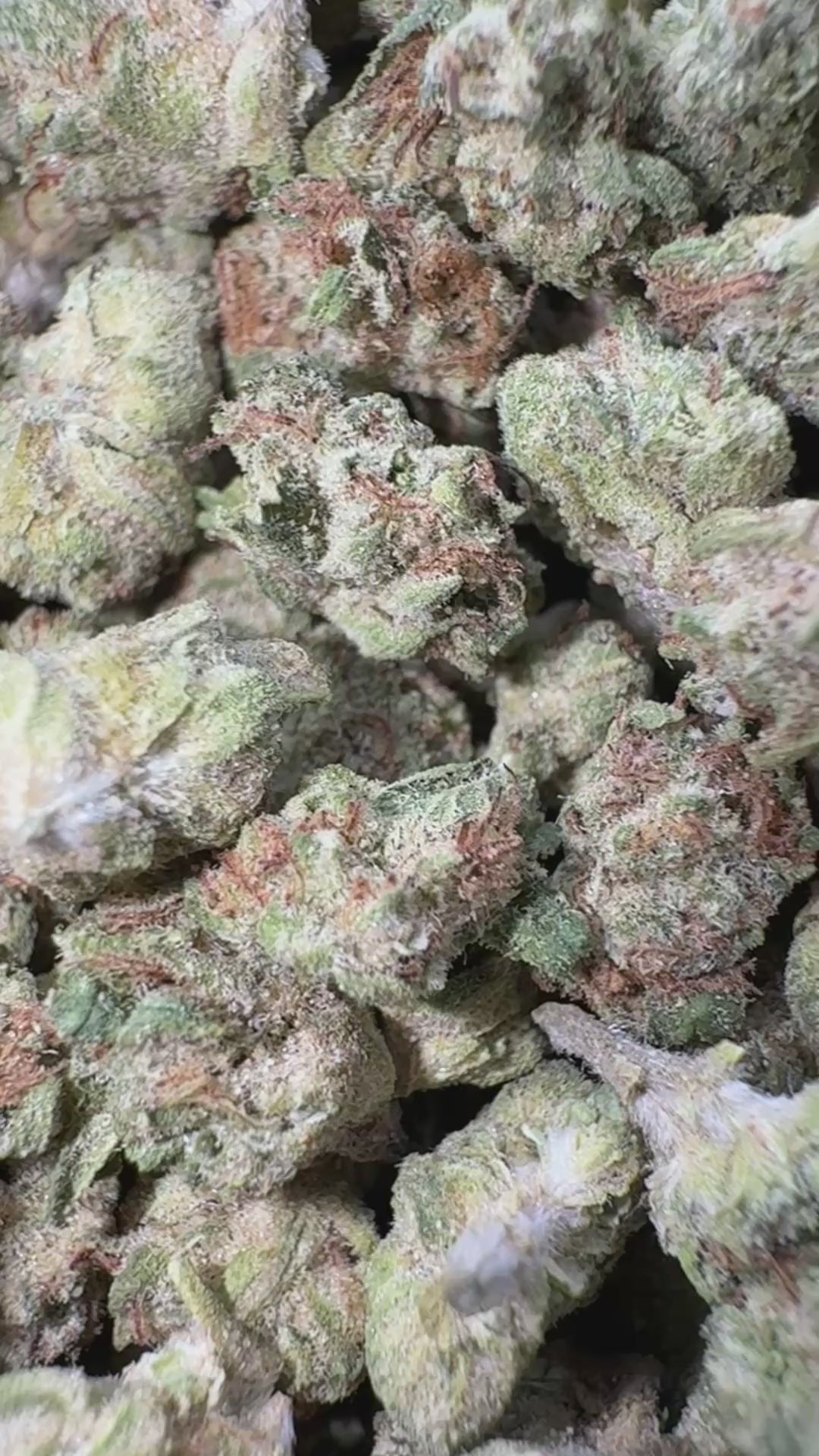Load video: Raspberry Kush - Bulk Micros - Indica