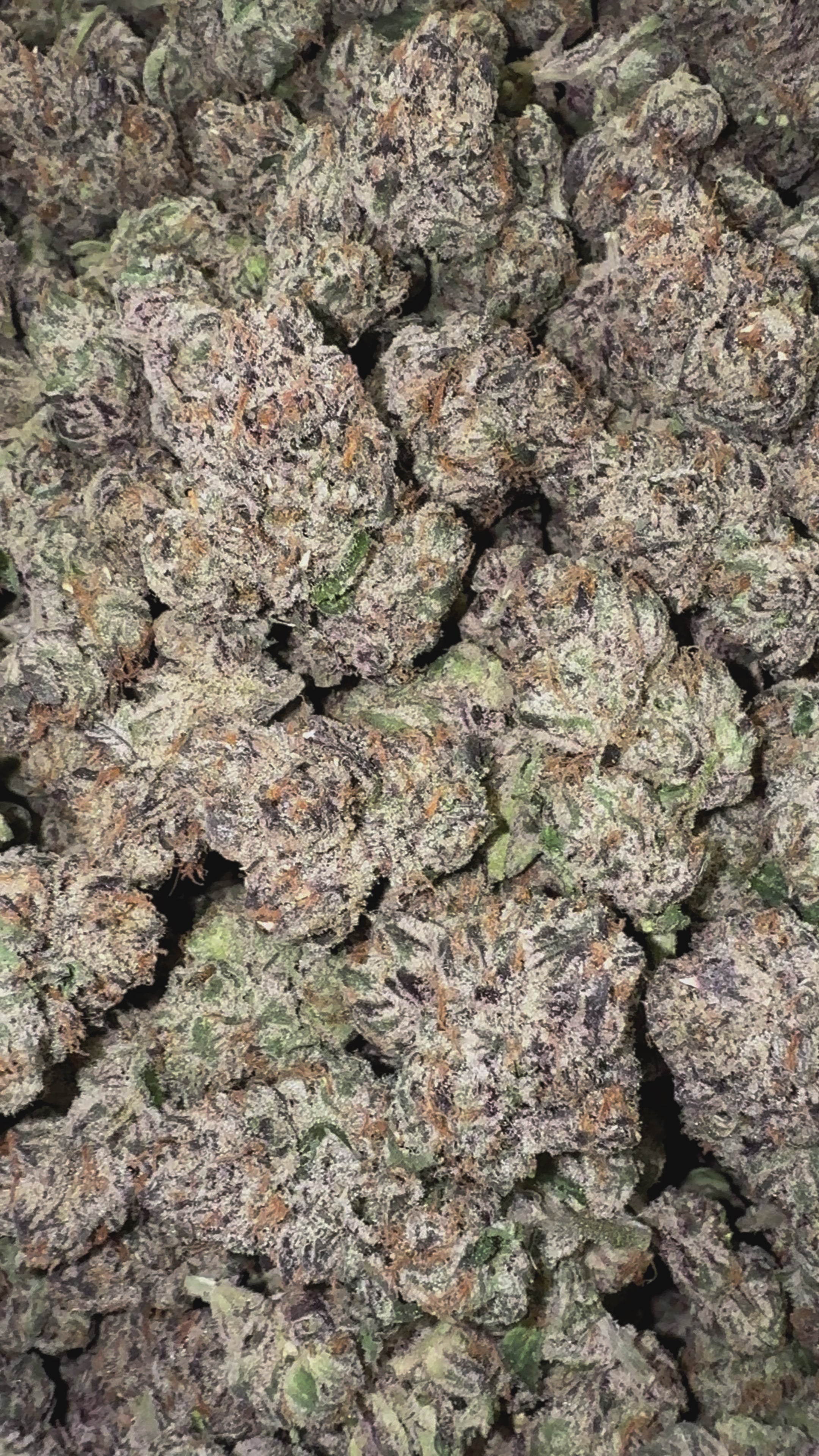 Load video: Zapz - Bulk- Hybrid