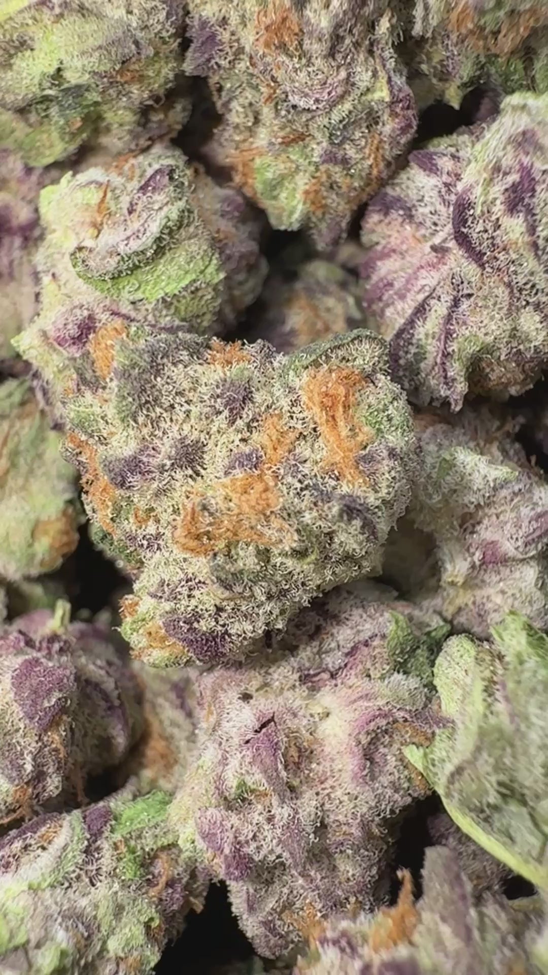 Load video: Blueberry Muffins - Bulk Littles- Indica