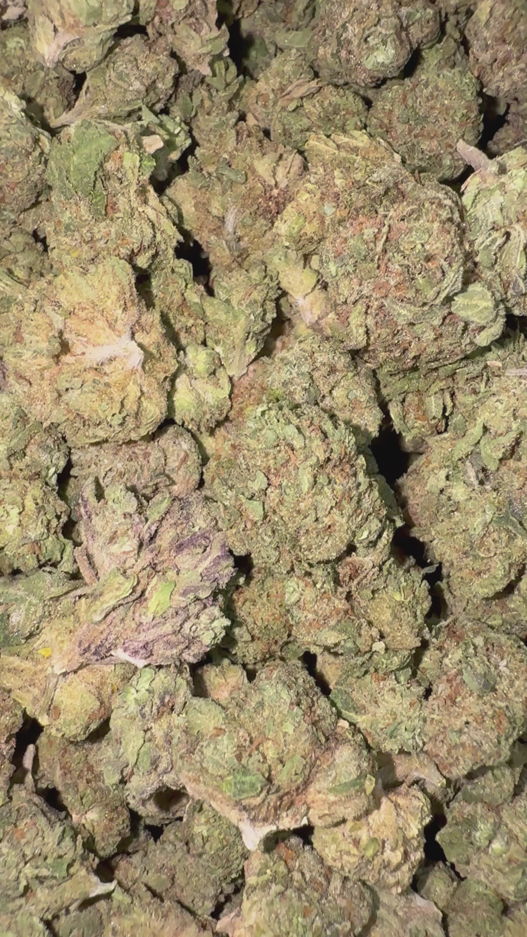 Load video: Blue Sherbs - Bulk Littles - Sativa