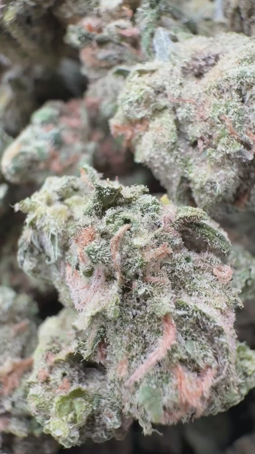 Load video: Blue Dream Littles  - Bulk Littles - hybrid