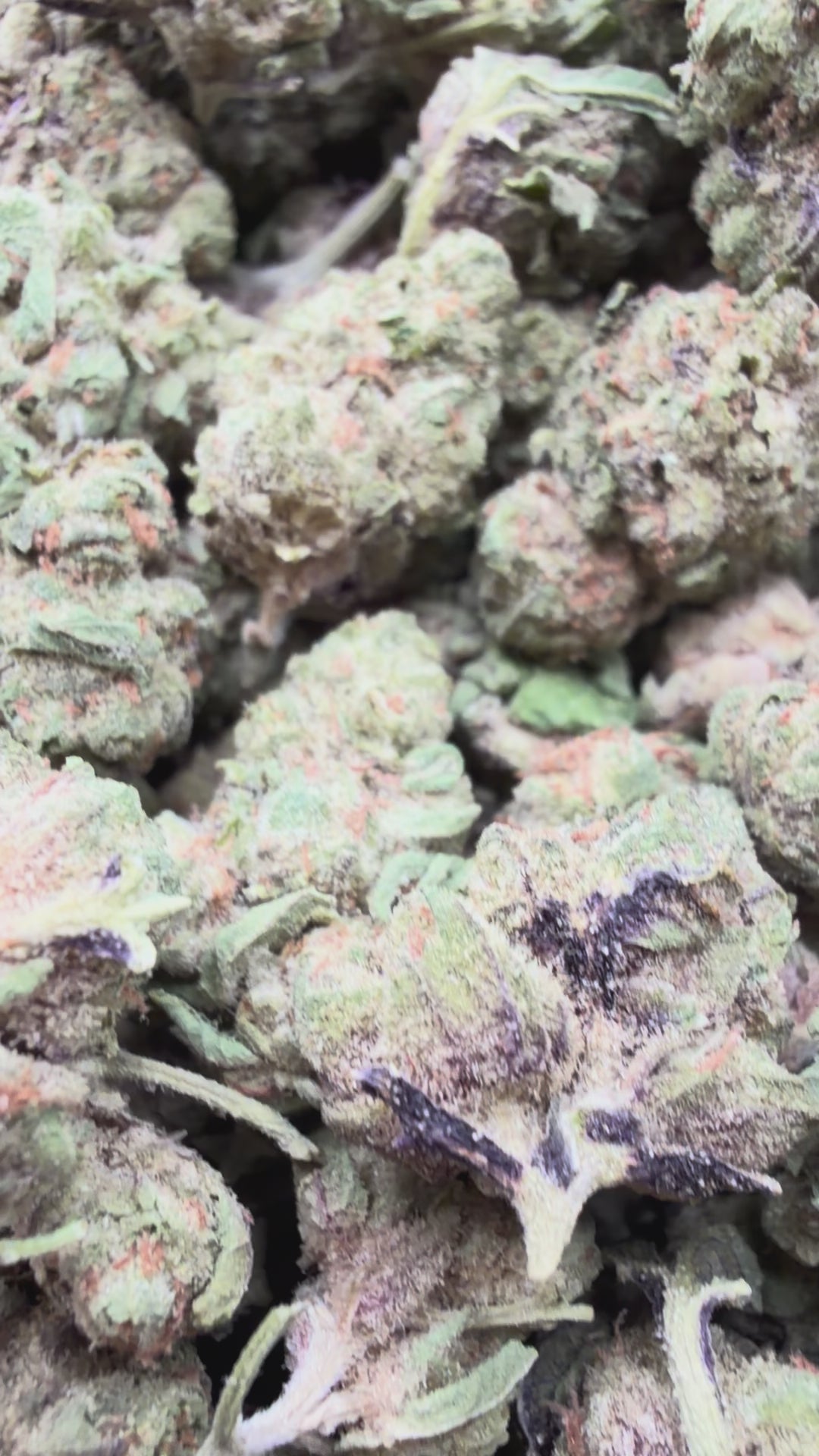 Load video: Gelato 33 Mediums - Bulk Mediums - Hybrid