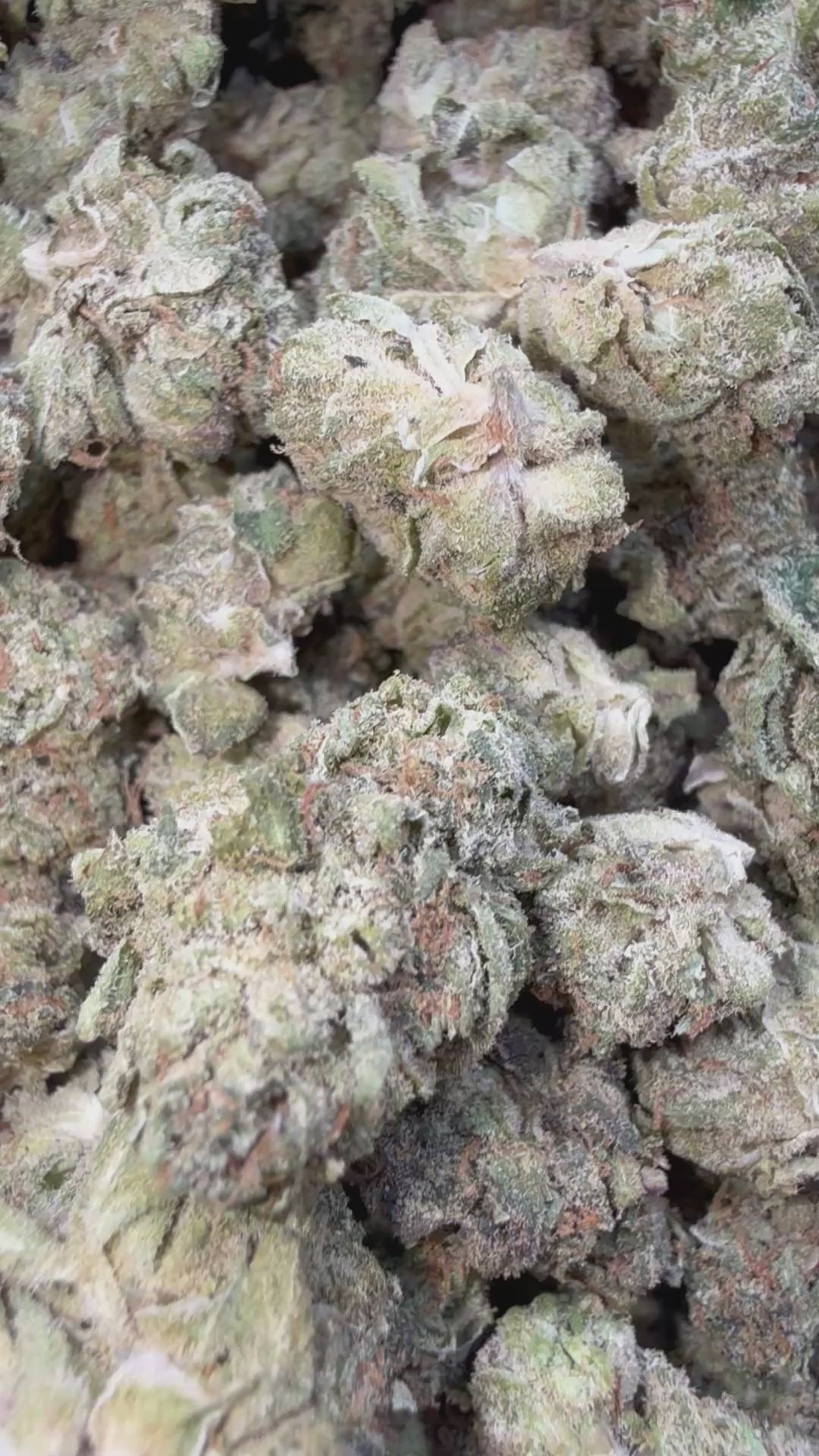 Load video: Midnight Phonk - Bulk Littles - Indica