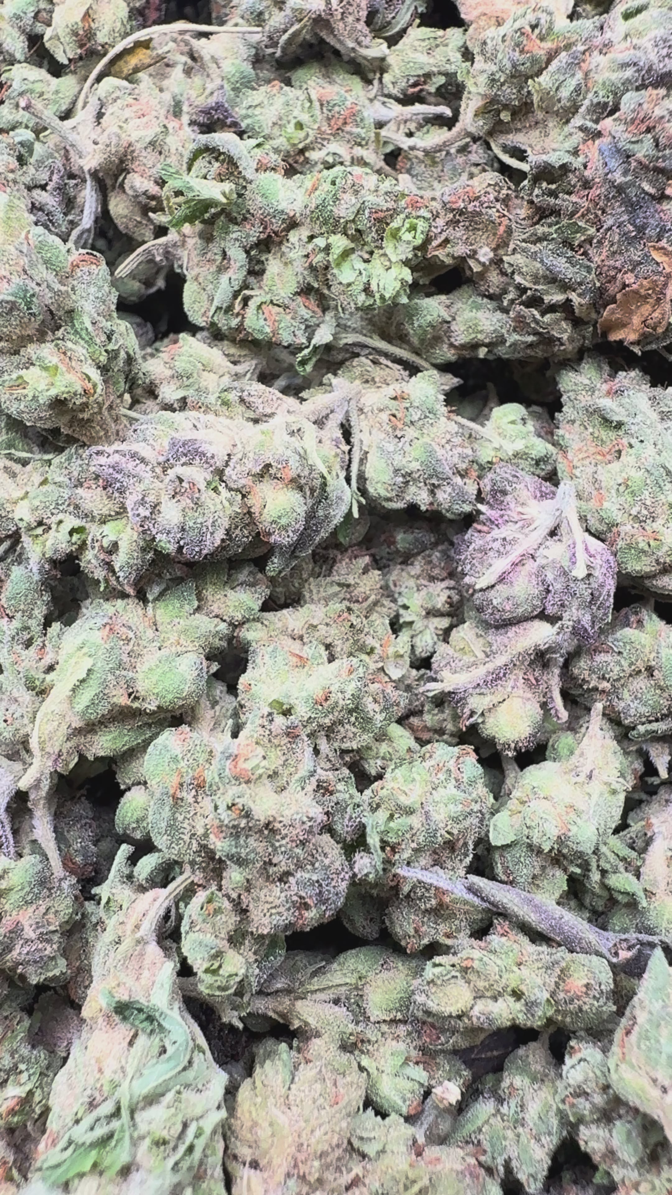 Load video: White Gelato Littles - Bulk Littles - Indica