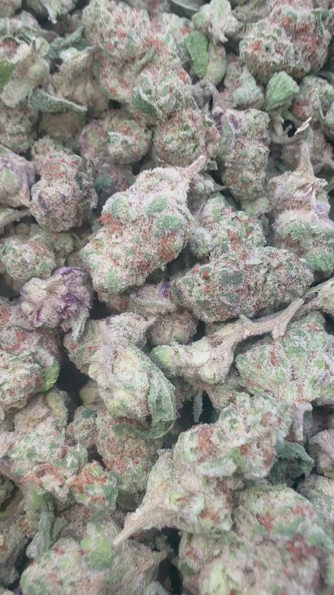 Load video: Berry Zkittles - Bulk Littles - Hybrid