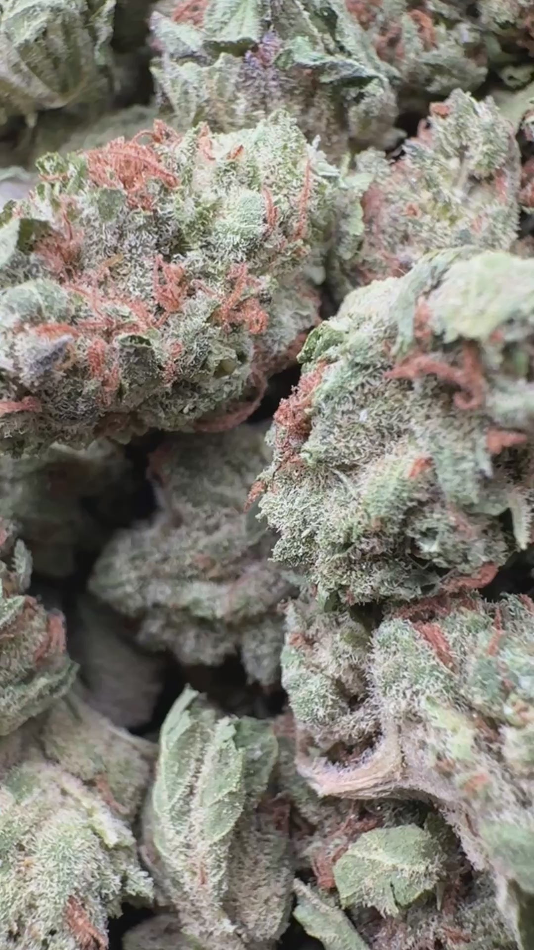 Load video: Biscotti 33 - Bulk Littles - Indica
