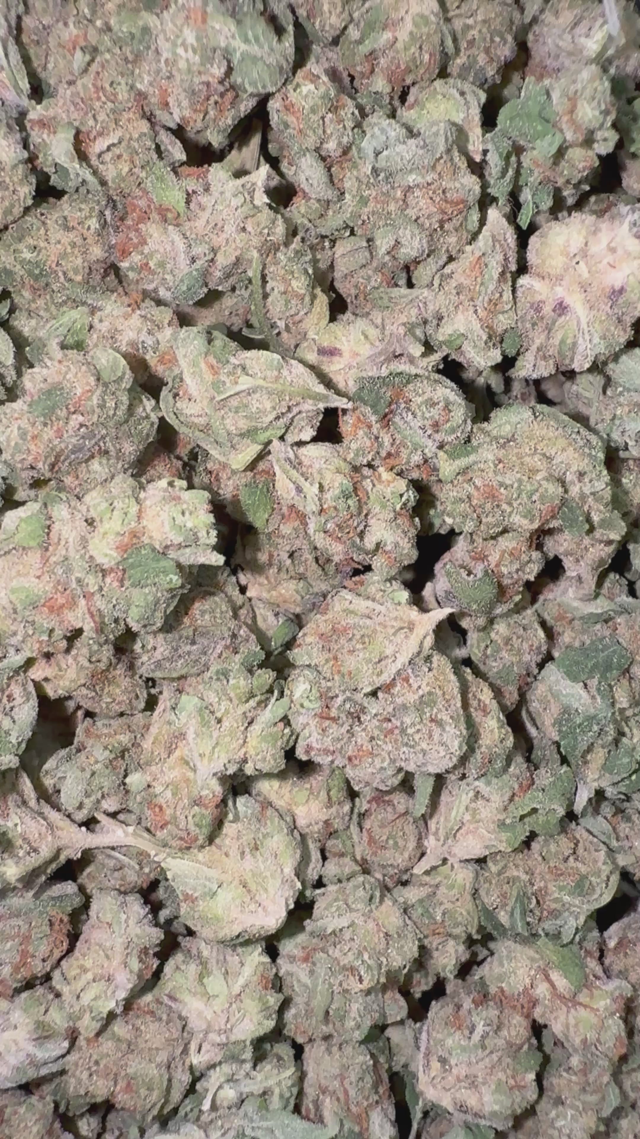 Load video: Bling Blaow - Bulk Littles - Hybrid