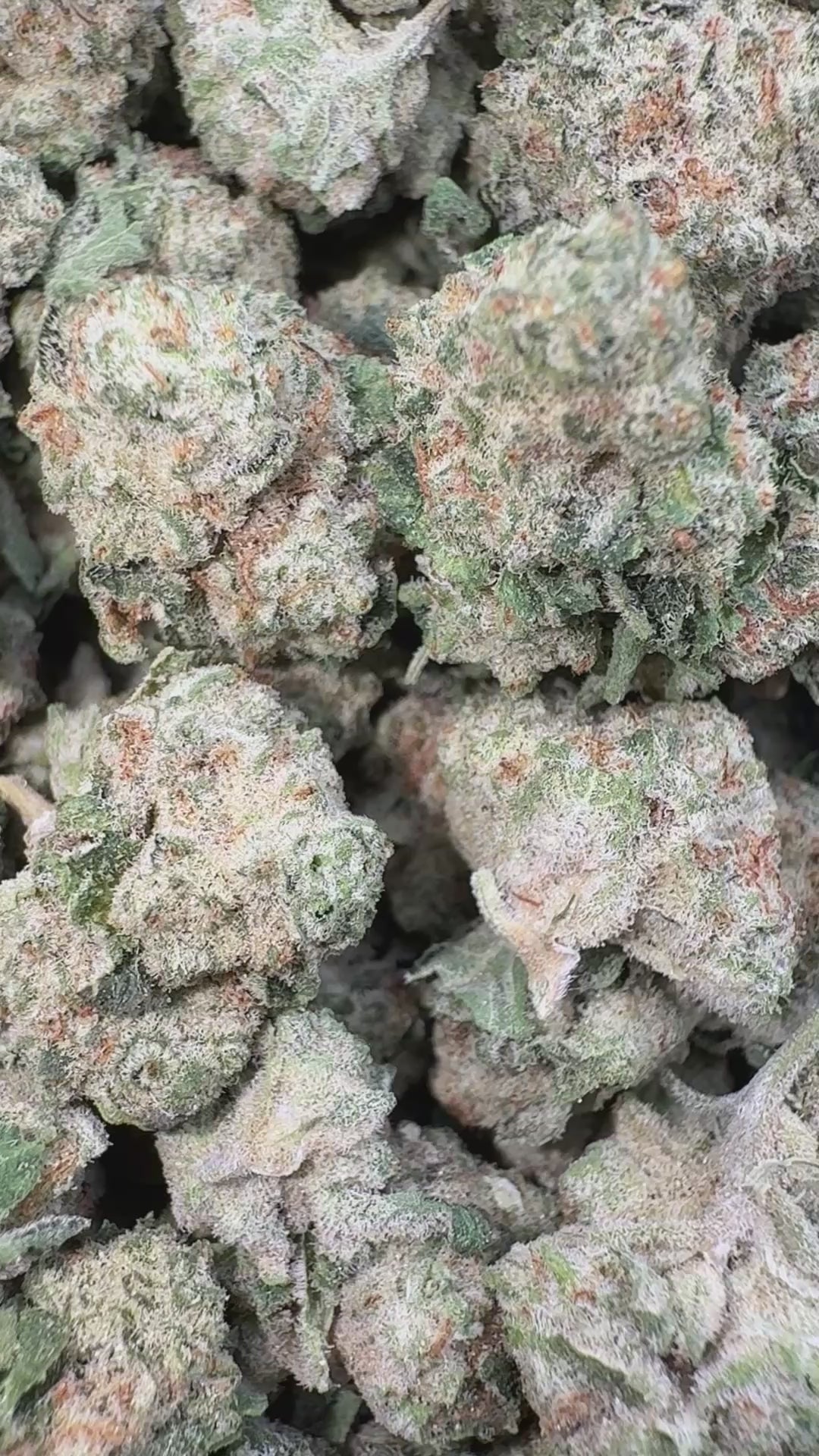 Load video: Kush Mintz - Bulk Littles - Hybrid