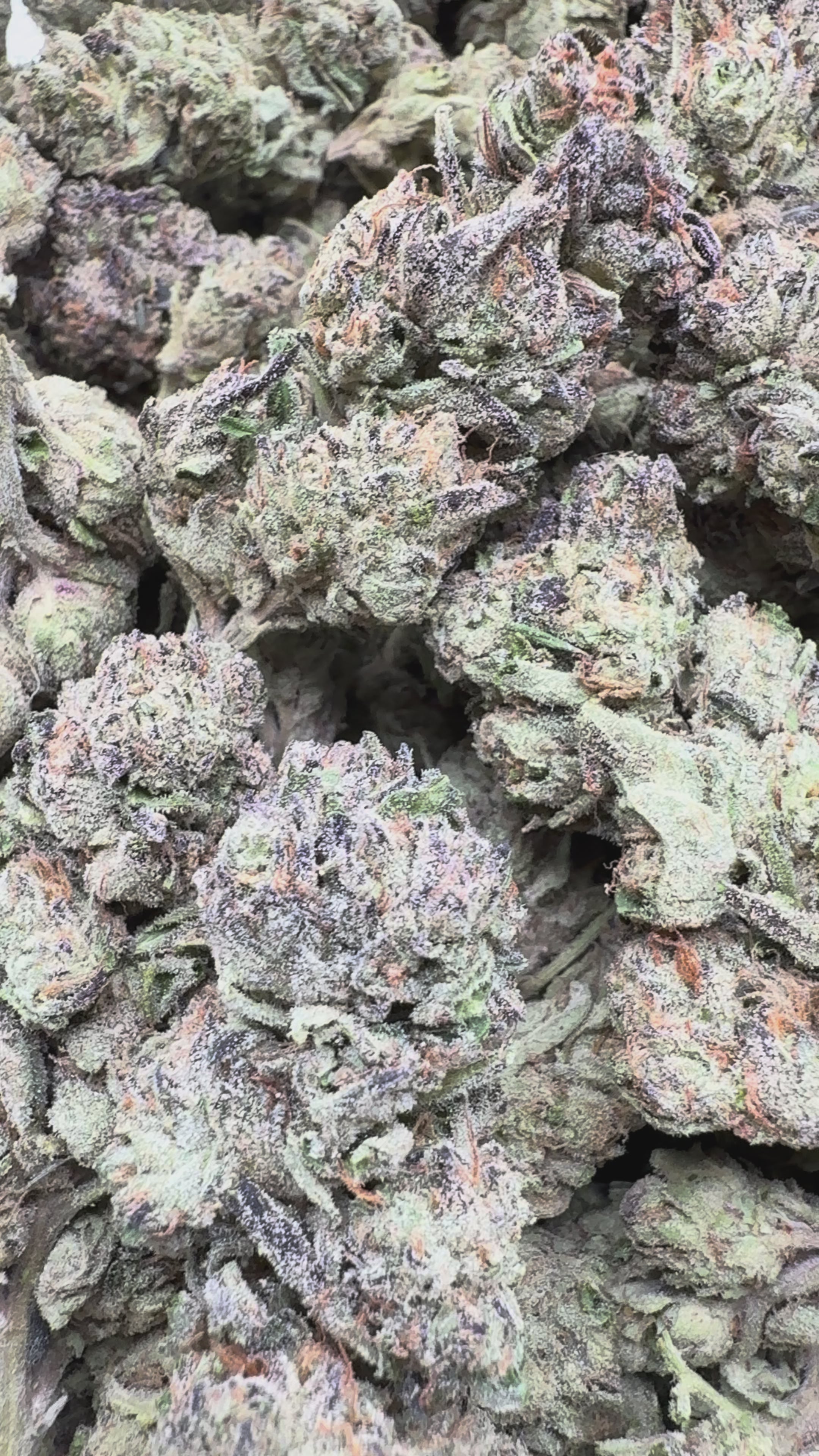 Load video: Pinnacle Mintz - Bulk - Hybird
