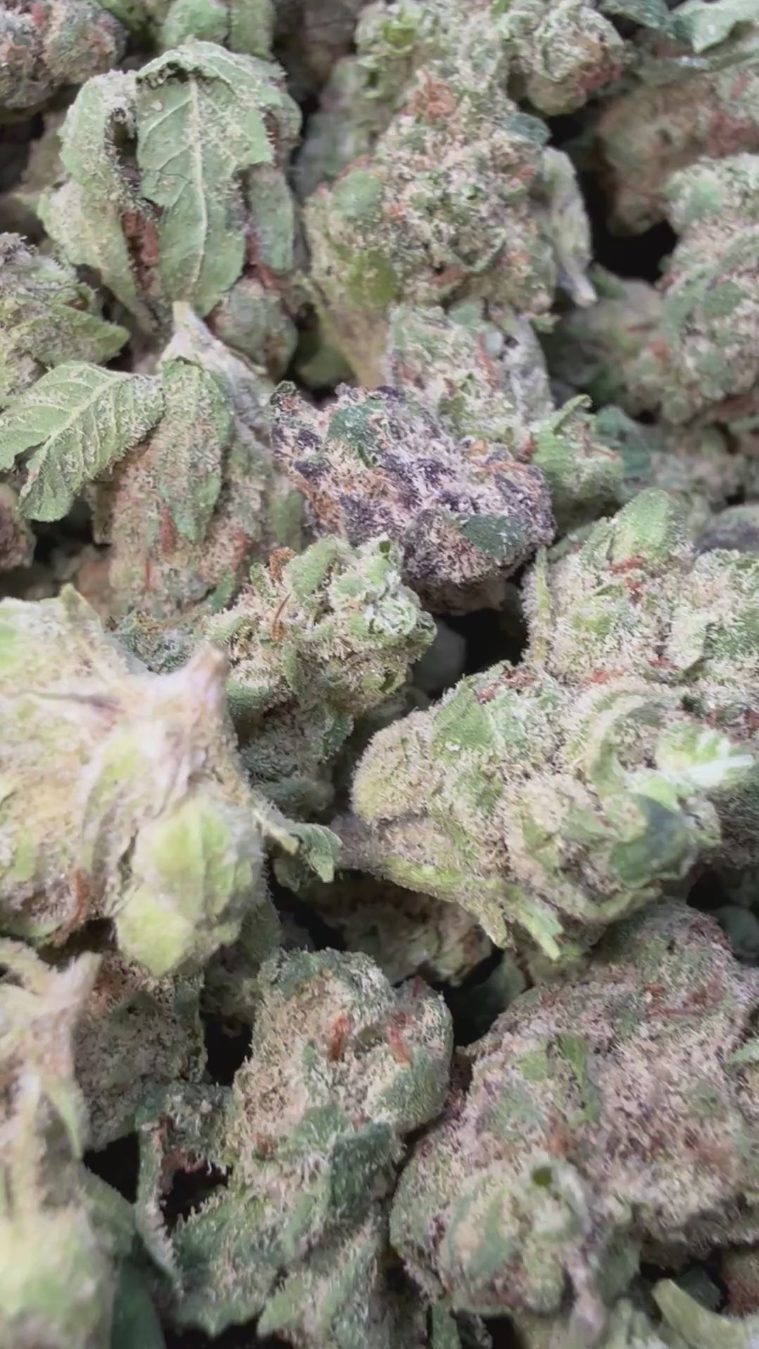 Load video: LCG x RUNTZ Littles - Bulk - Indica
