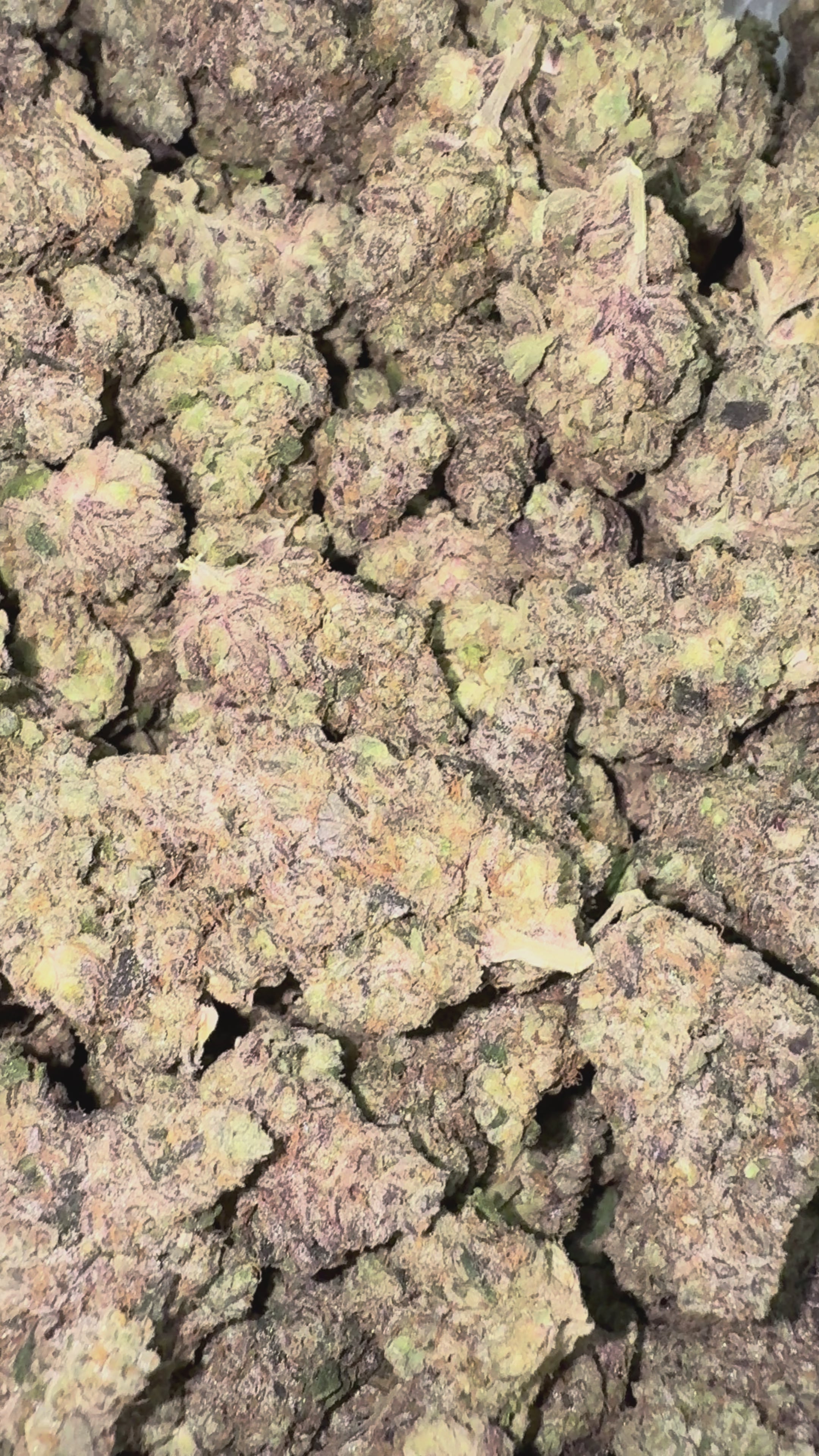Load video: Jealousy - Bulk - Hybrid