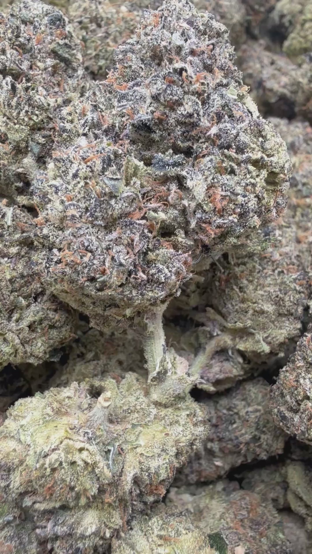 Load video: Gruntz - Bulk - Indica