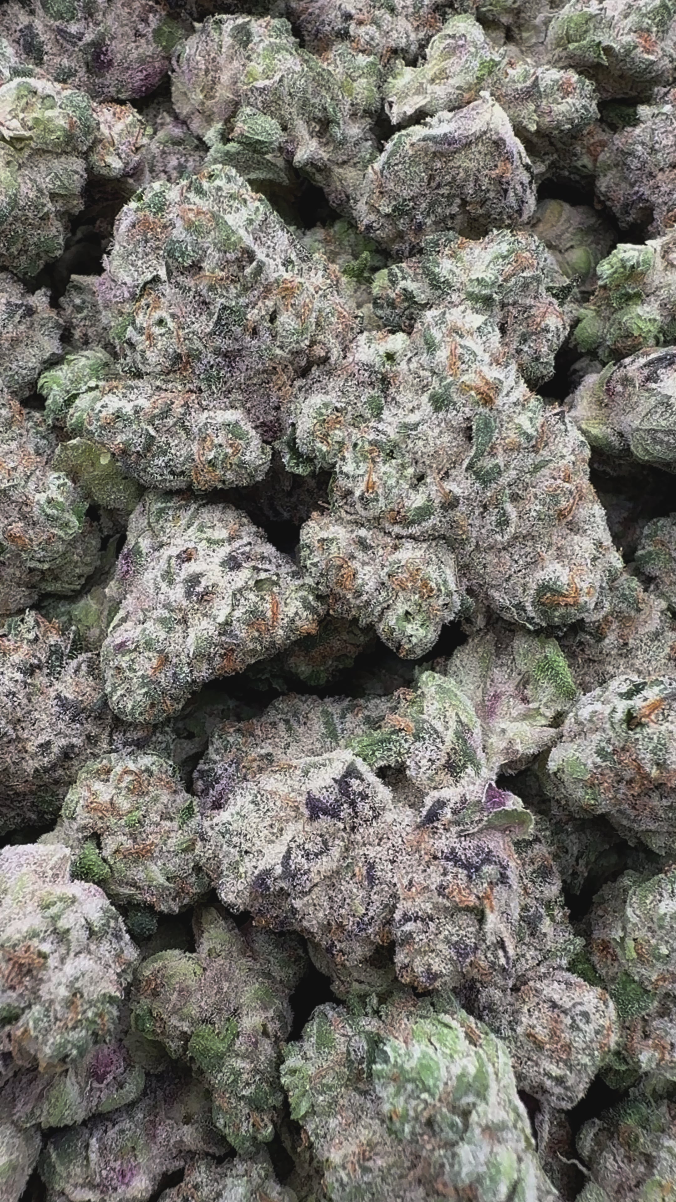 Load video: Lions Cake - Bulk Smalls - Sativa