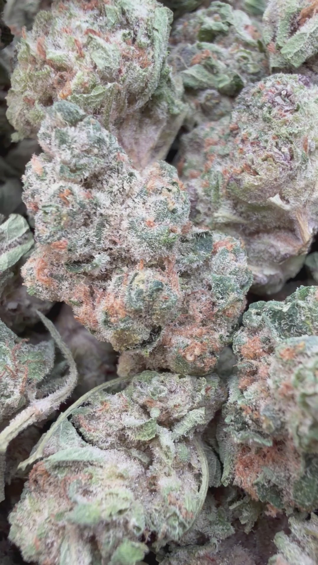 Load video: Black Cherry Cookies Mediums - Bulk Mediums - Hybrid