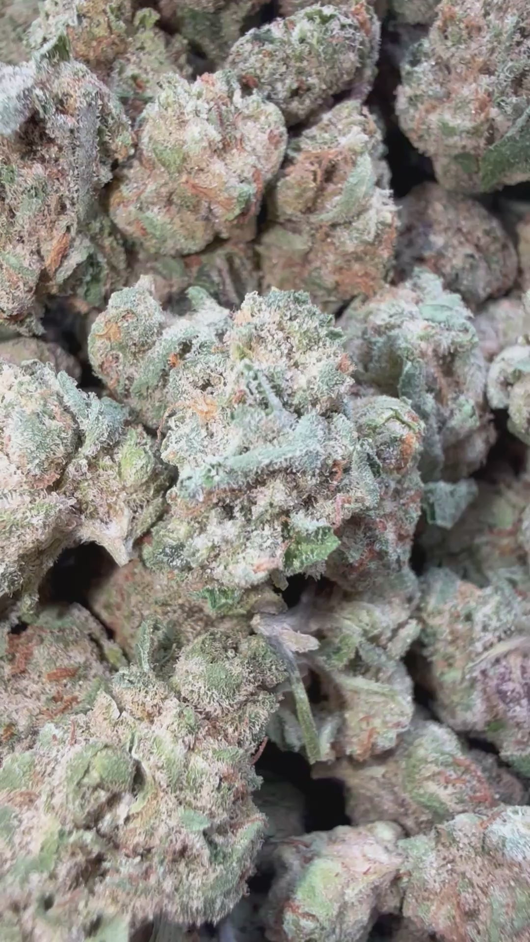 Load video: Girl Scout Cookies Littles - Bulk Littles - Hybrid