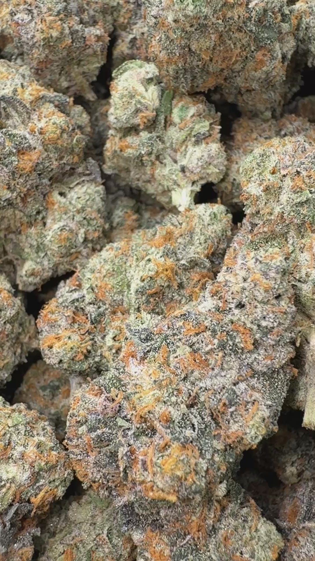 Load video: Night Shade - Bulk- Indica