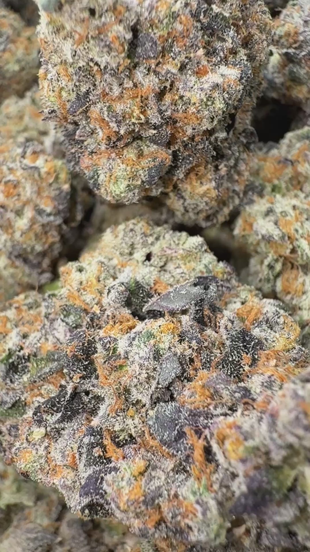 Load video: Gas Face - Bulk - Indica