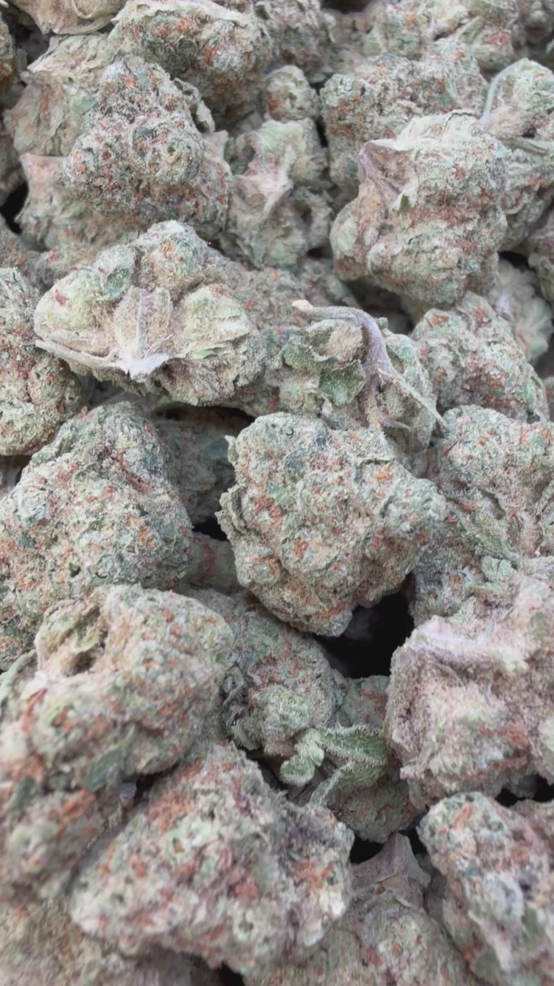 Load video: Biscotti Mintz Mediums - Bulk Mediums - Indica