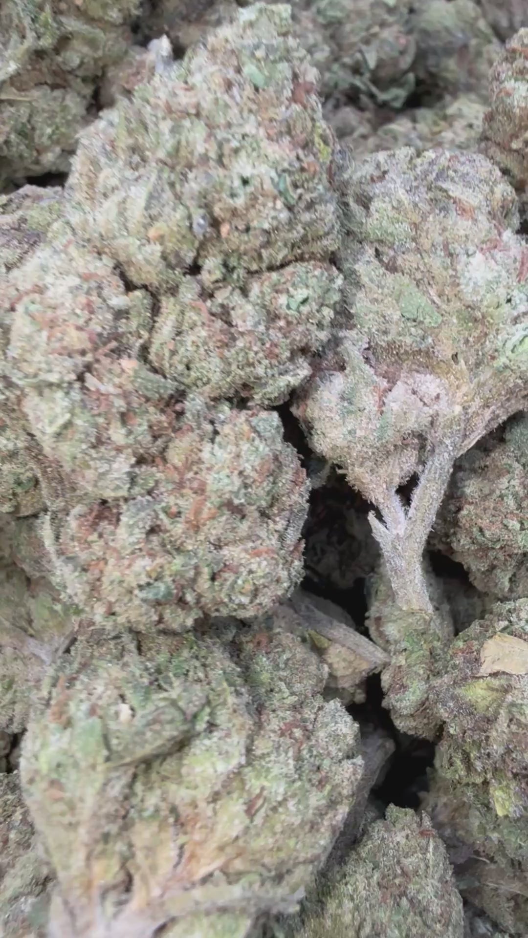 Load video: Pink Panties - Bulk - Indica