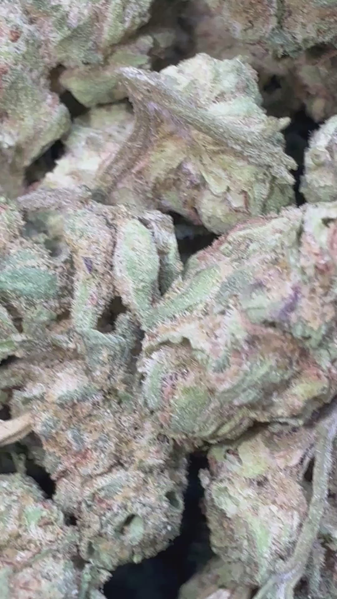 Load video: Ultima - Bulk Littles - Hybrid