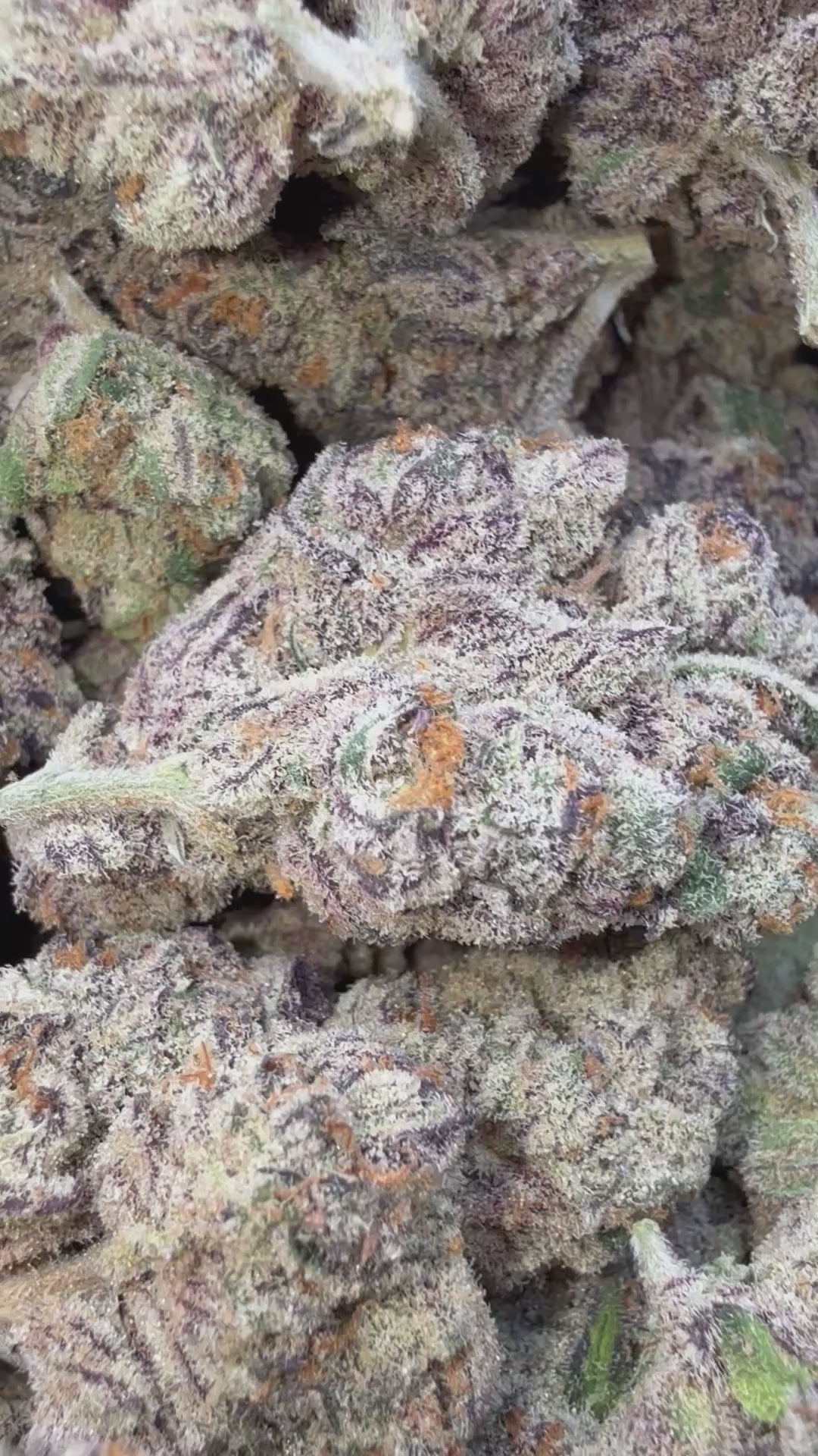 Load video: Jet Fuel Gelato - Bulk - Hybrid