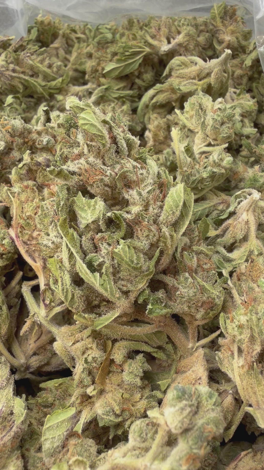 Load video: Pilot Light - Bulk - Indica