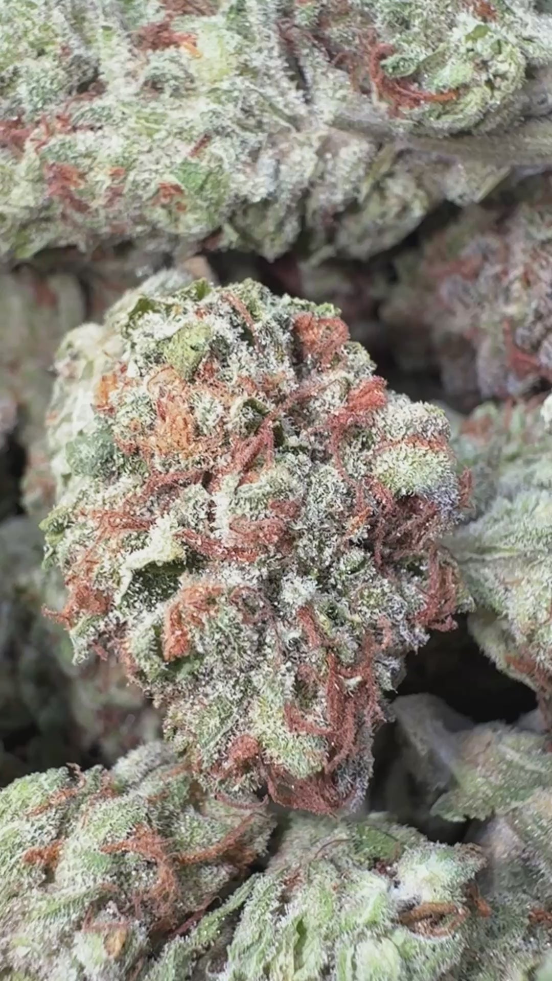 Load video: Blue Punch - Bulk - Indica
