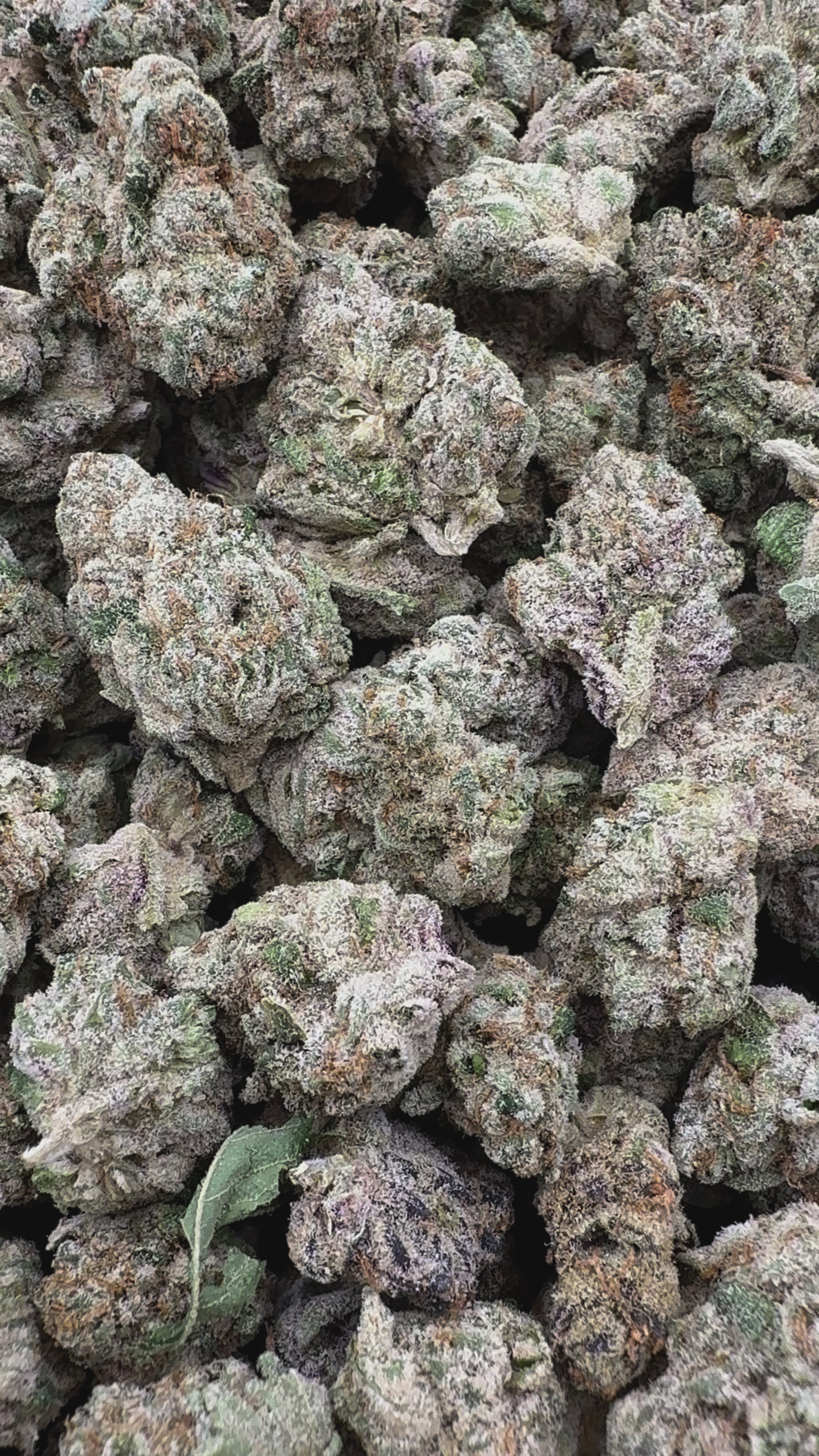 Load video: Grape Zkittles - Bulk Smalls - Hybrid