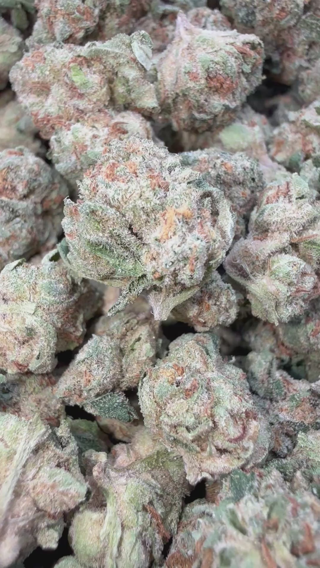 Load video: Barneys Biscotti - Bulk Littles - Indica