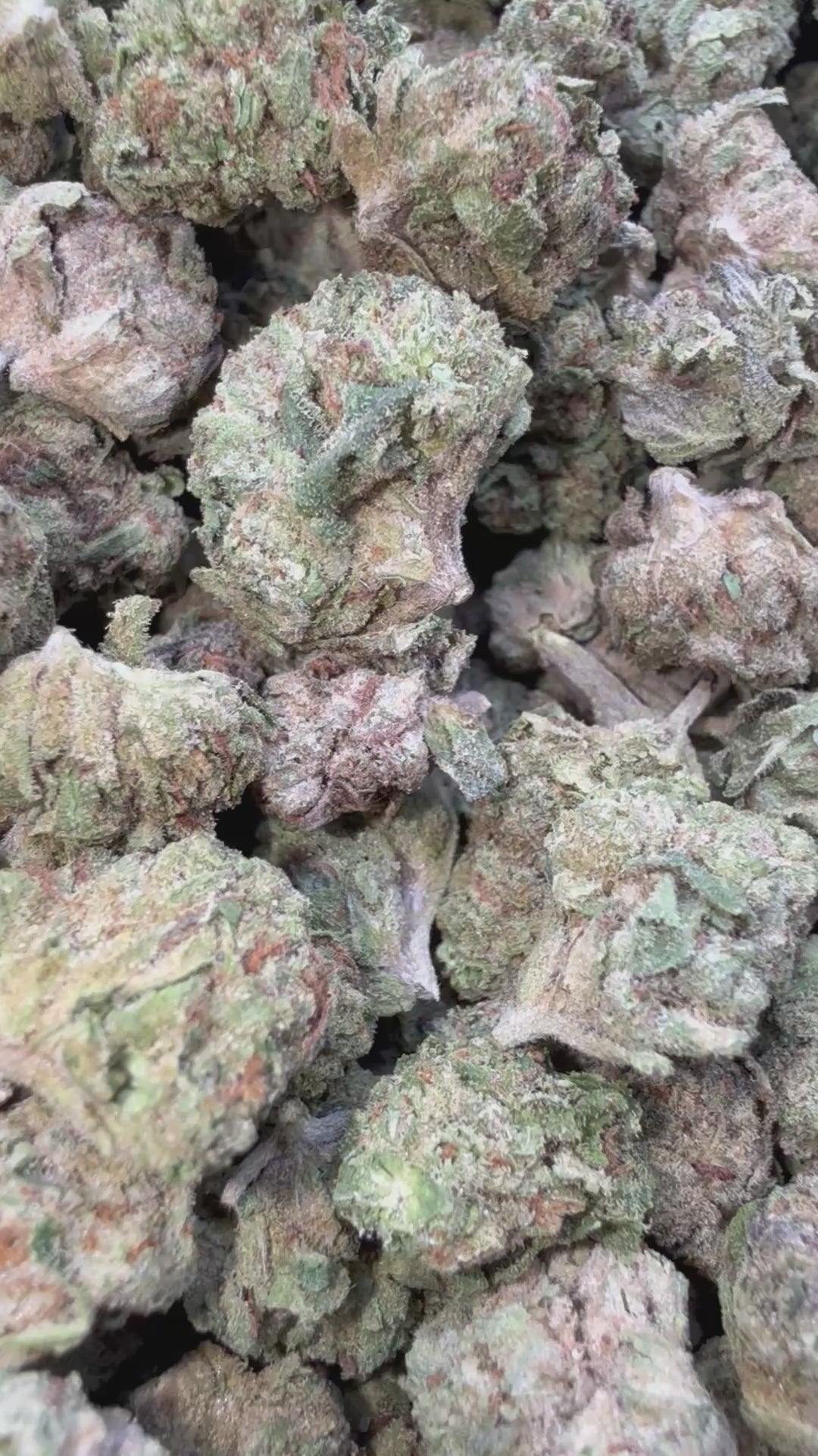 Load video: Jungle Gelato Littles - Bulk Littles - Indica
