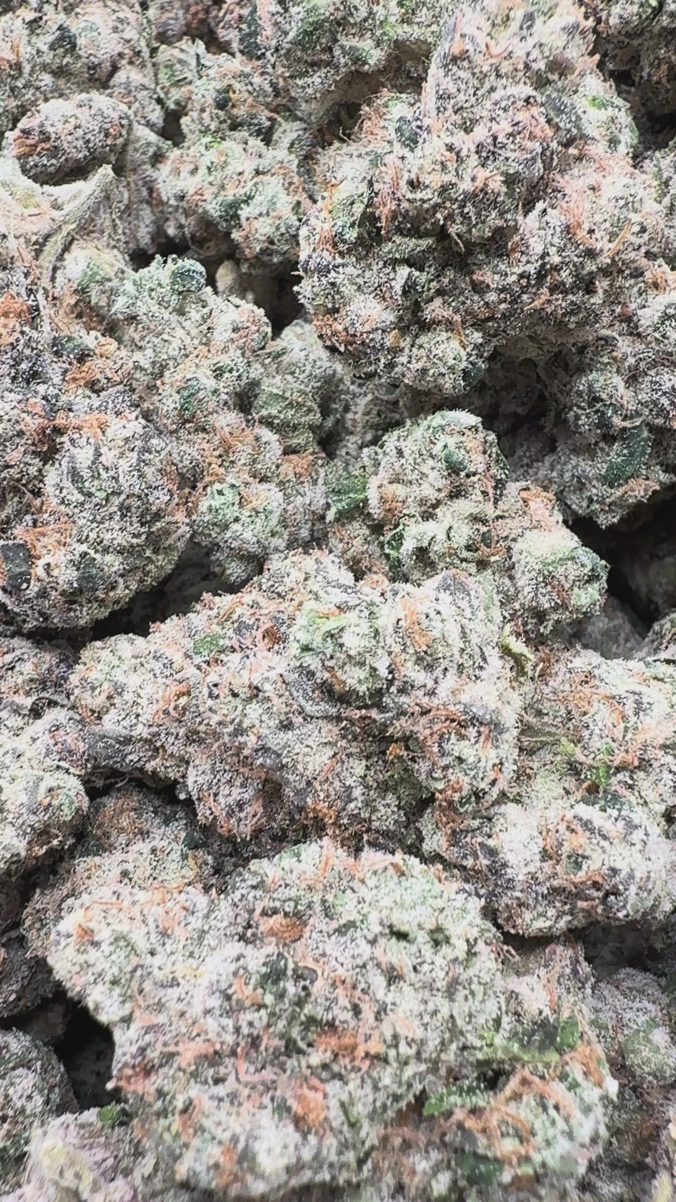 Load video: boutique exotics choice, Yuzu Cherries - Bulk- Hybrid
