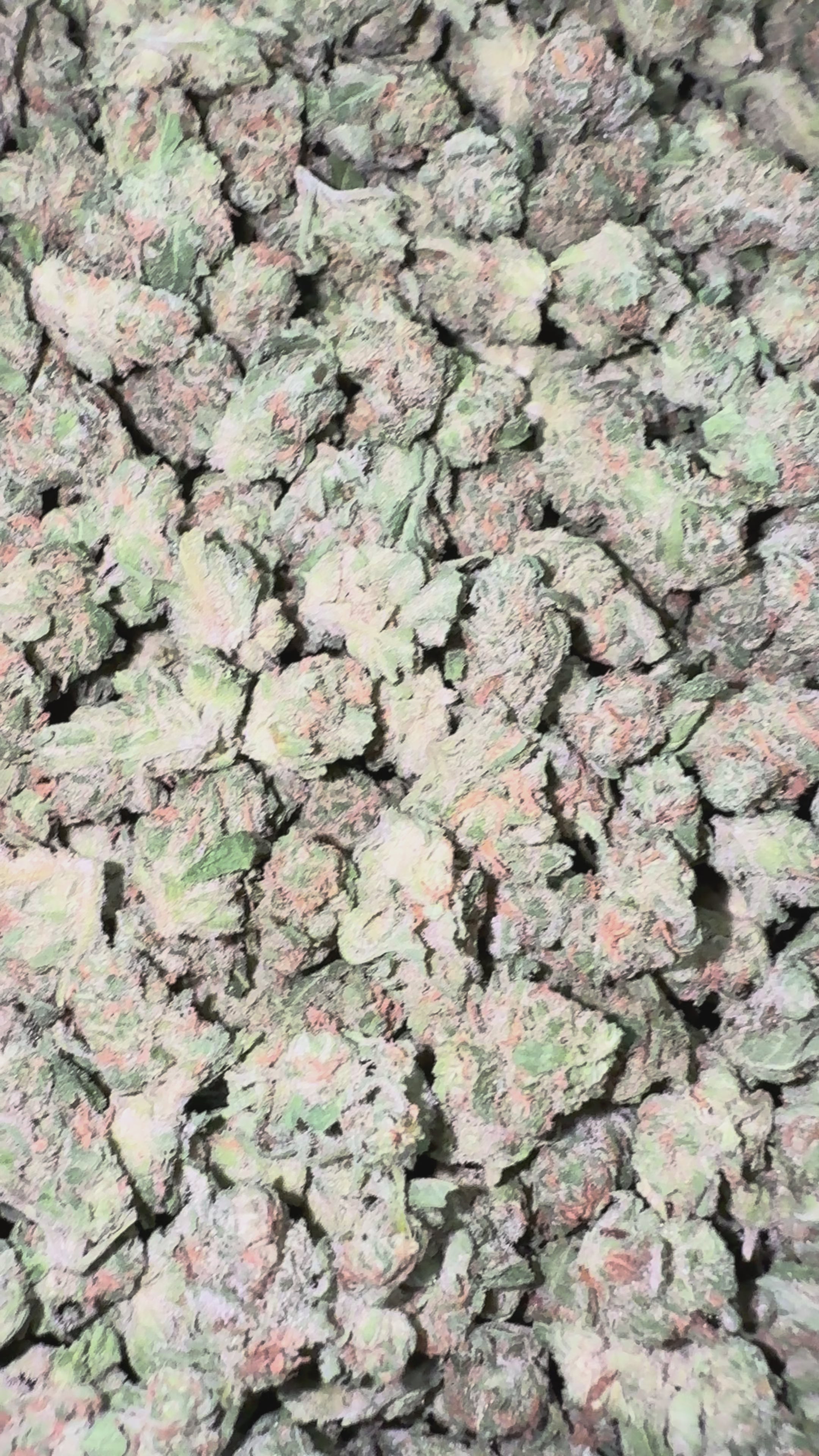 Load video: Blue Dream - Bulk Littles - hybrid