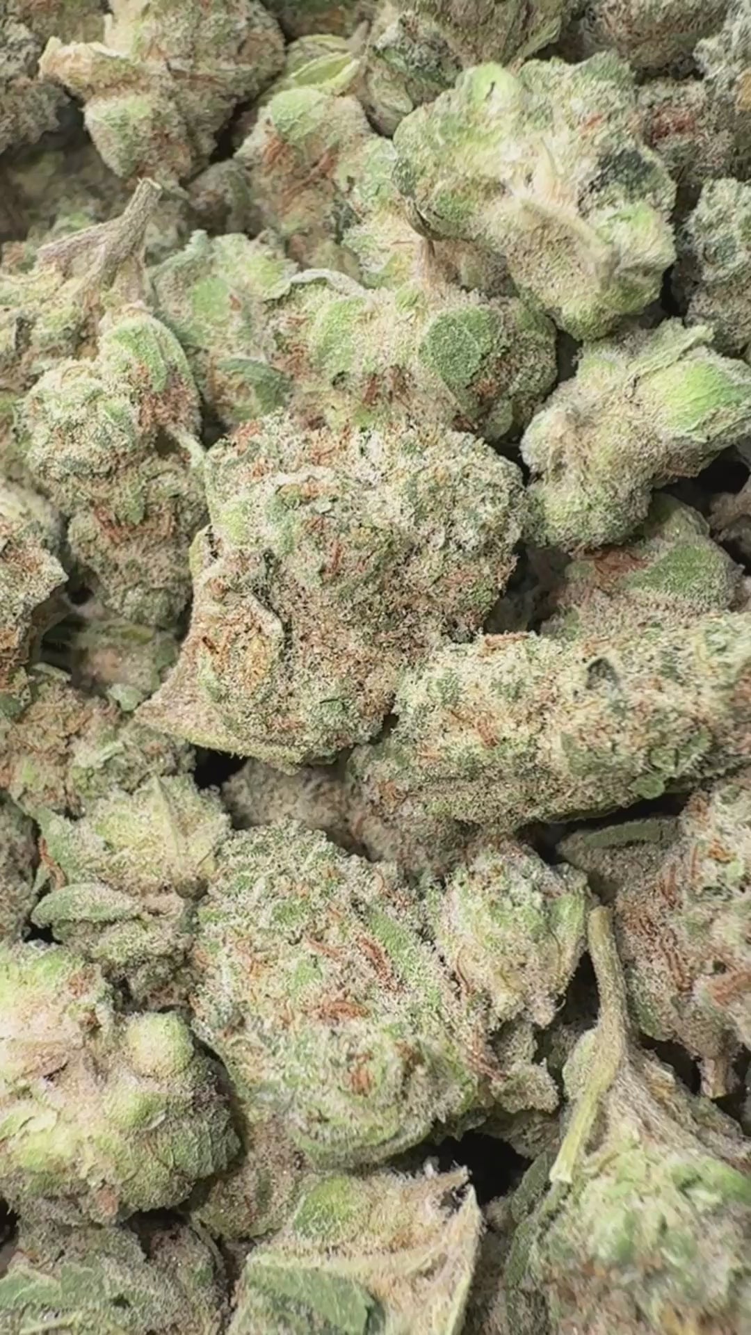 Load video: White Zkittlez - Bulk Littles - Hybrd