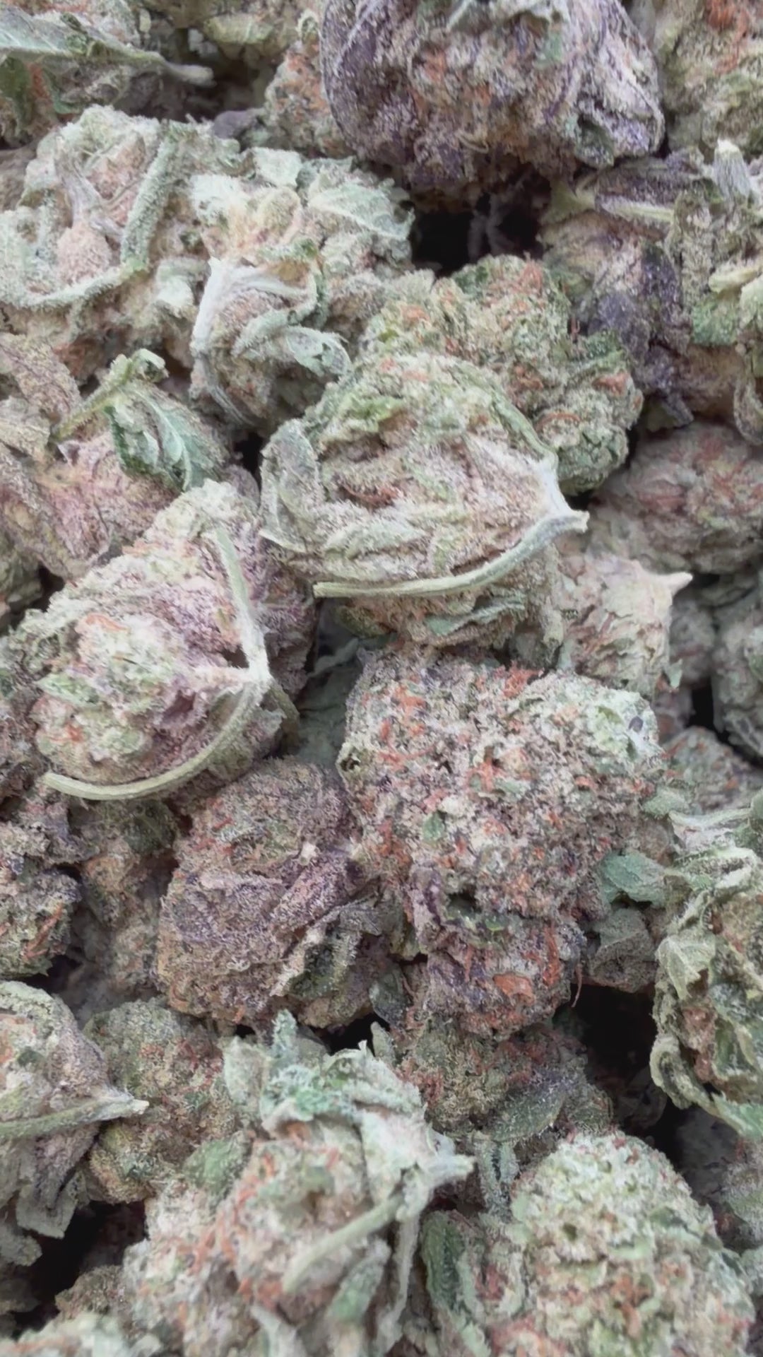 Load video: Ice Cream Cake Mediums - Bulk Mediums - Indica