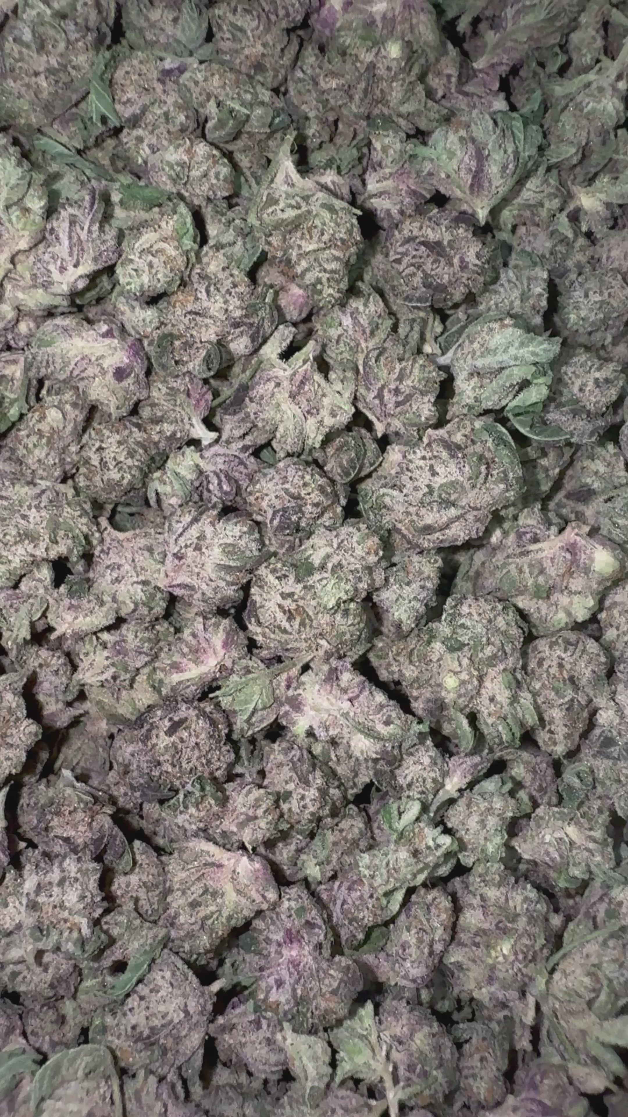 Load video: Pink Zlushie - Bulk Littles - Hybrid