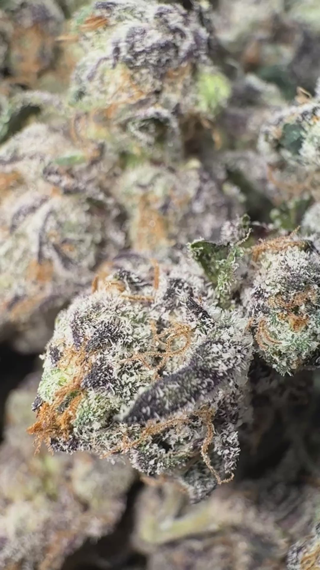 Load video: Versace - Bulk - Hybrid