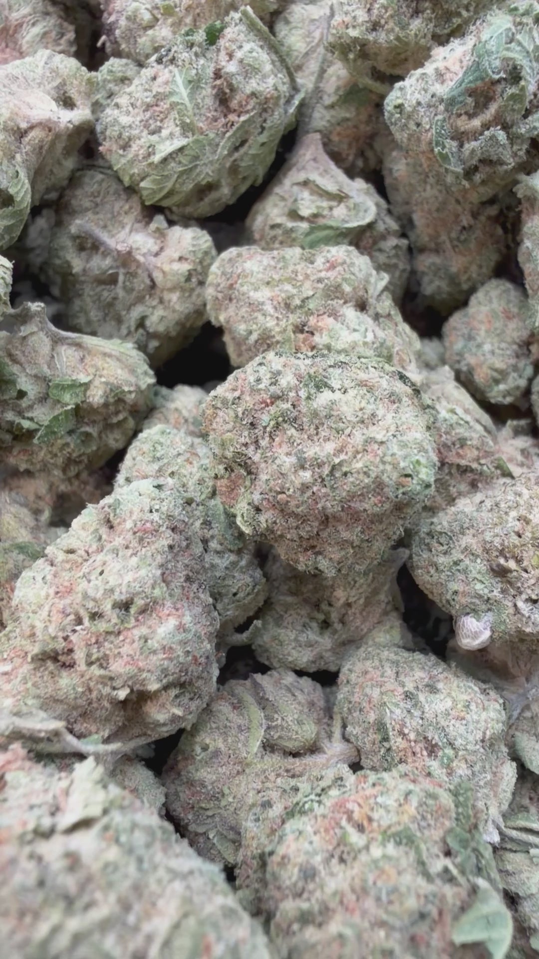 Load video: DJ Short Blueberry Mediums - Bulk Mediums - Indica
