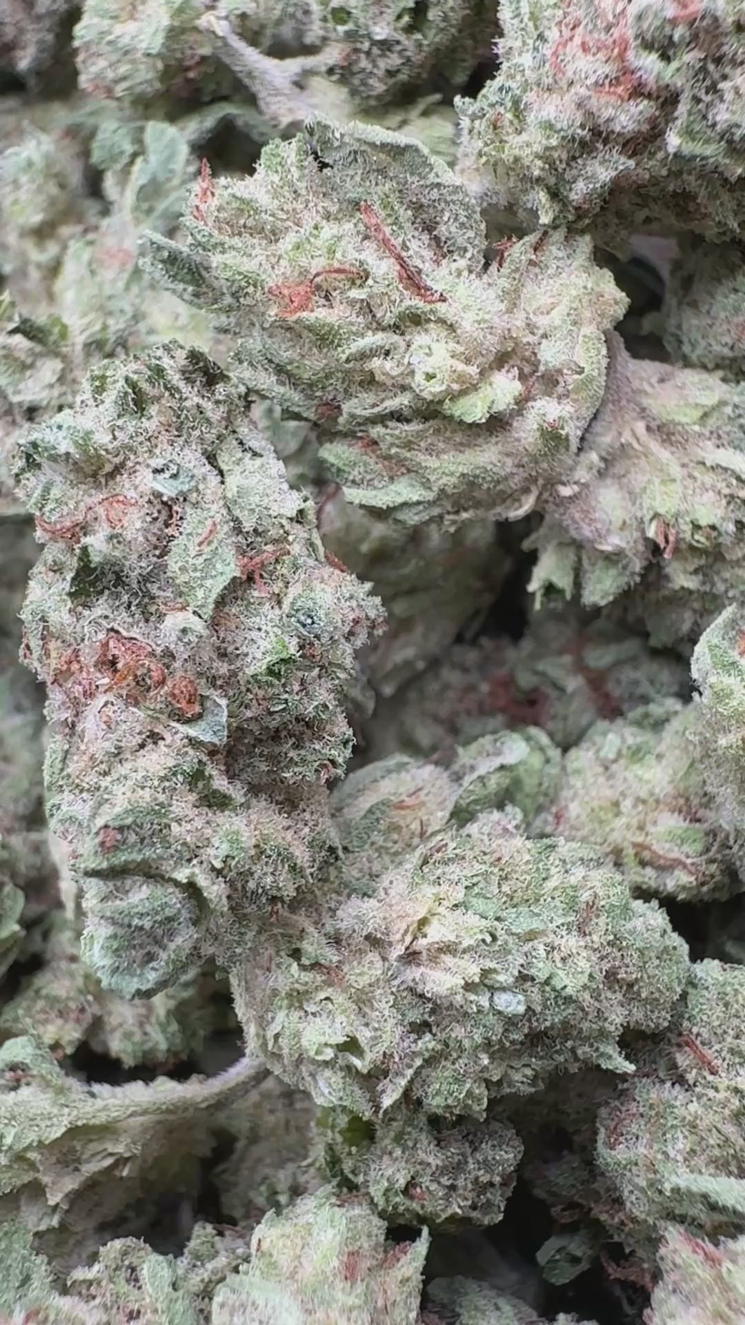 Load video: Super Lemon Haze - Bulk Littles - Sativa